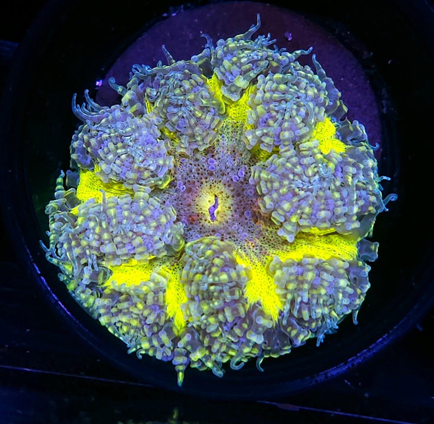 Killer Bees Flower Anemone