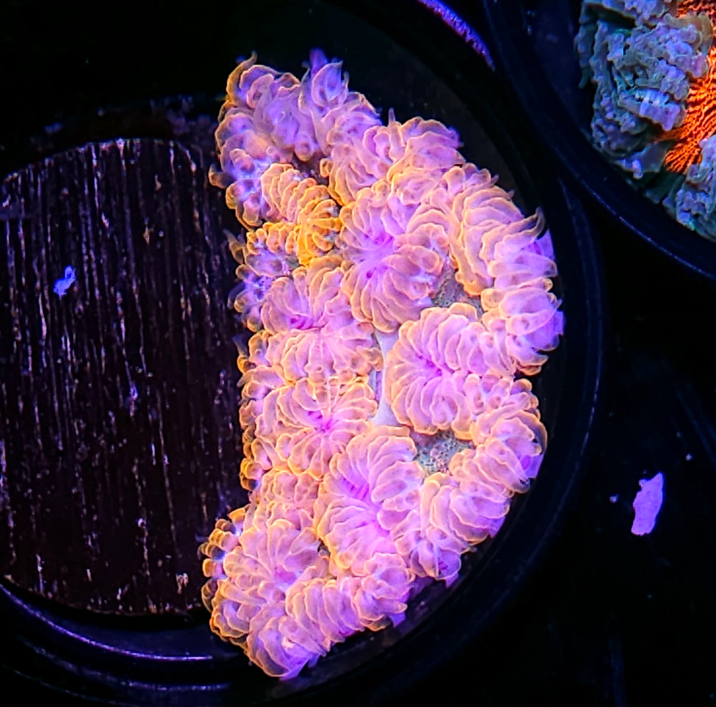 Ghost Farts Flower Anemone