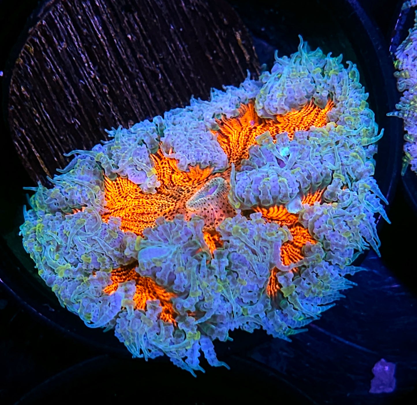 Halitosis Flower Anemone