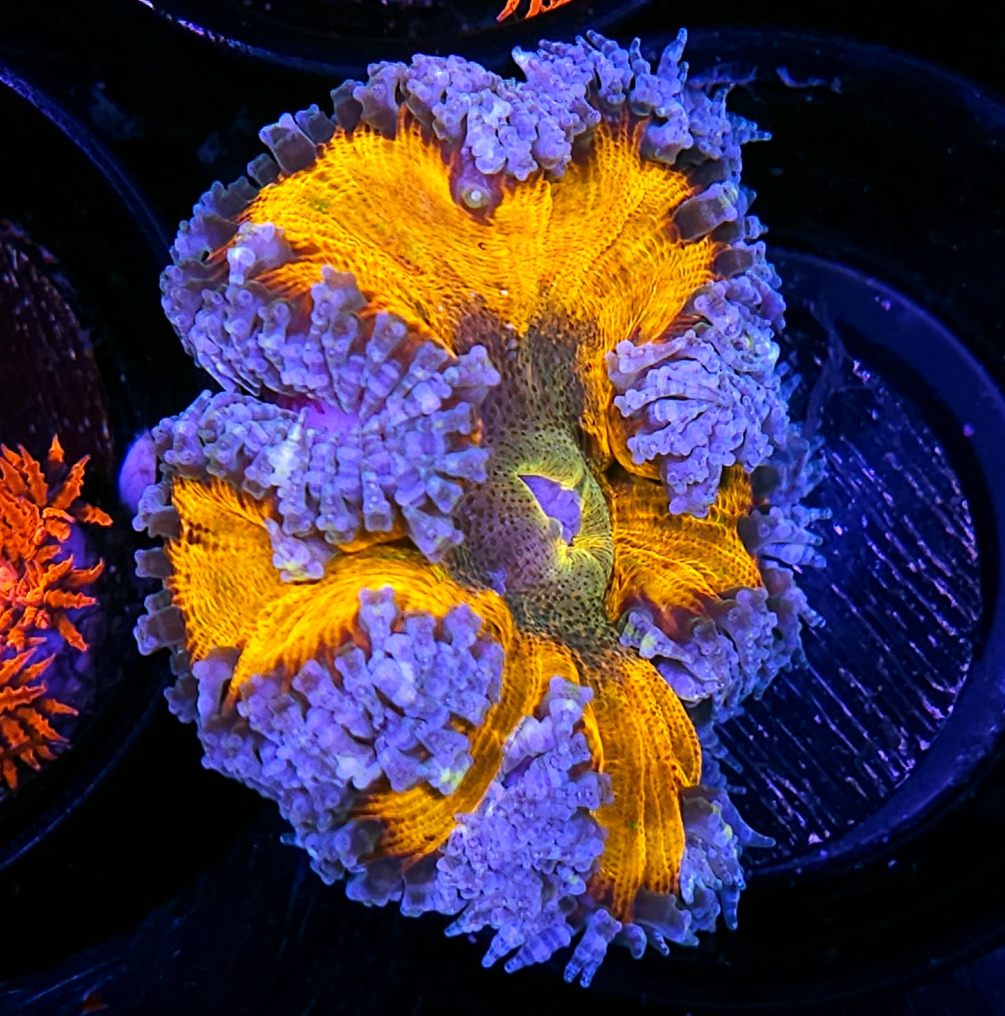 Golden Goose Flower Anemone