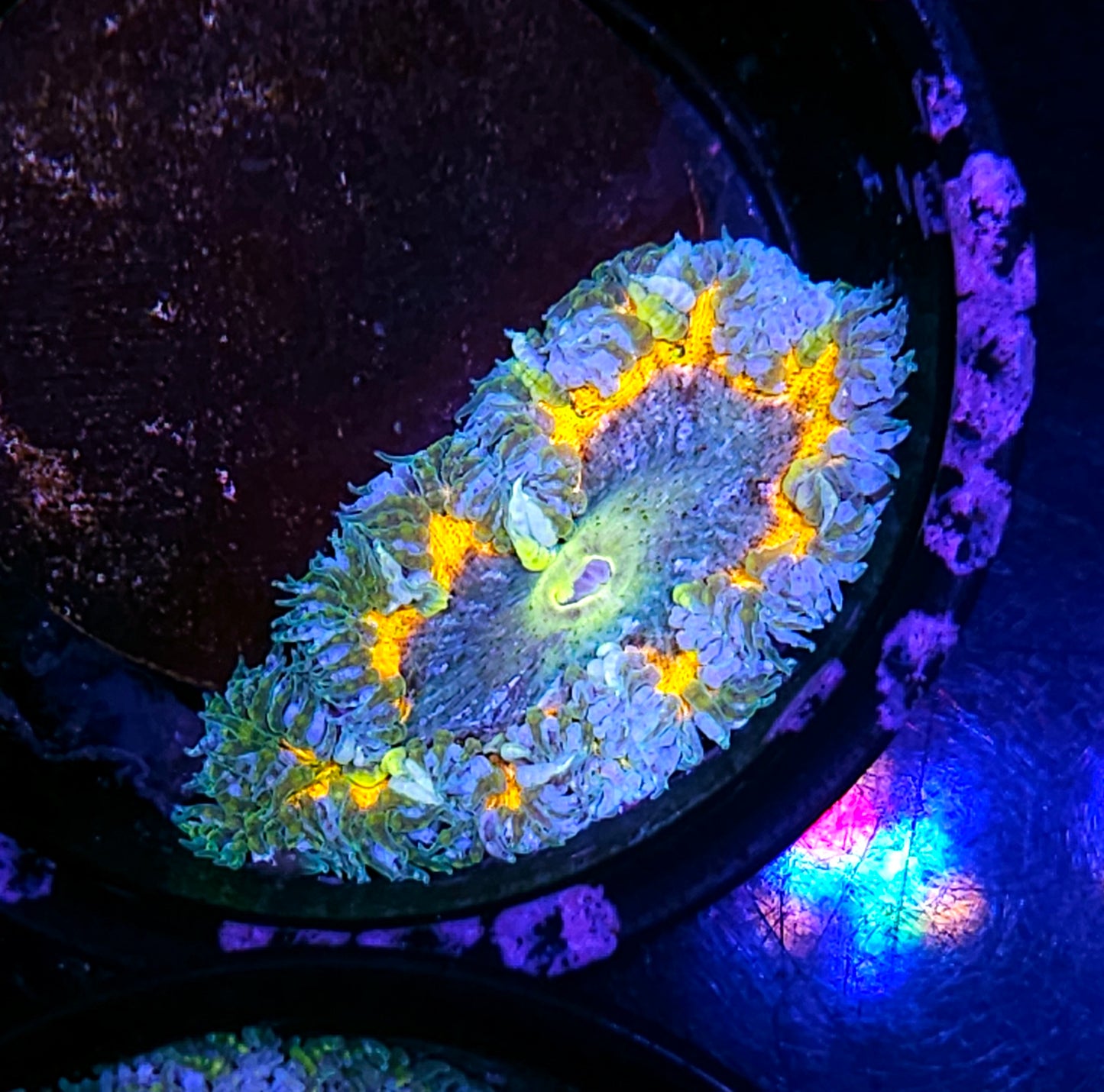 Dream Weaver Flower Anemone