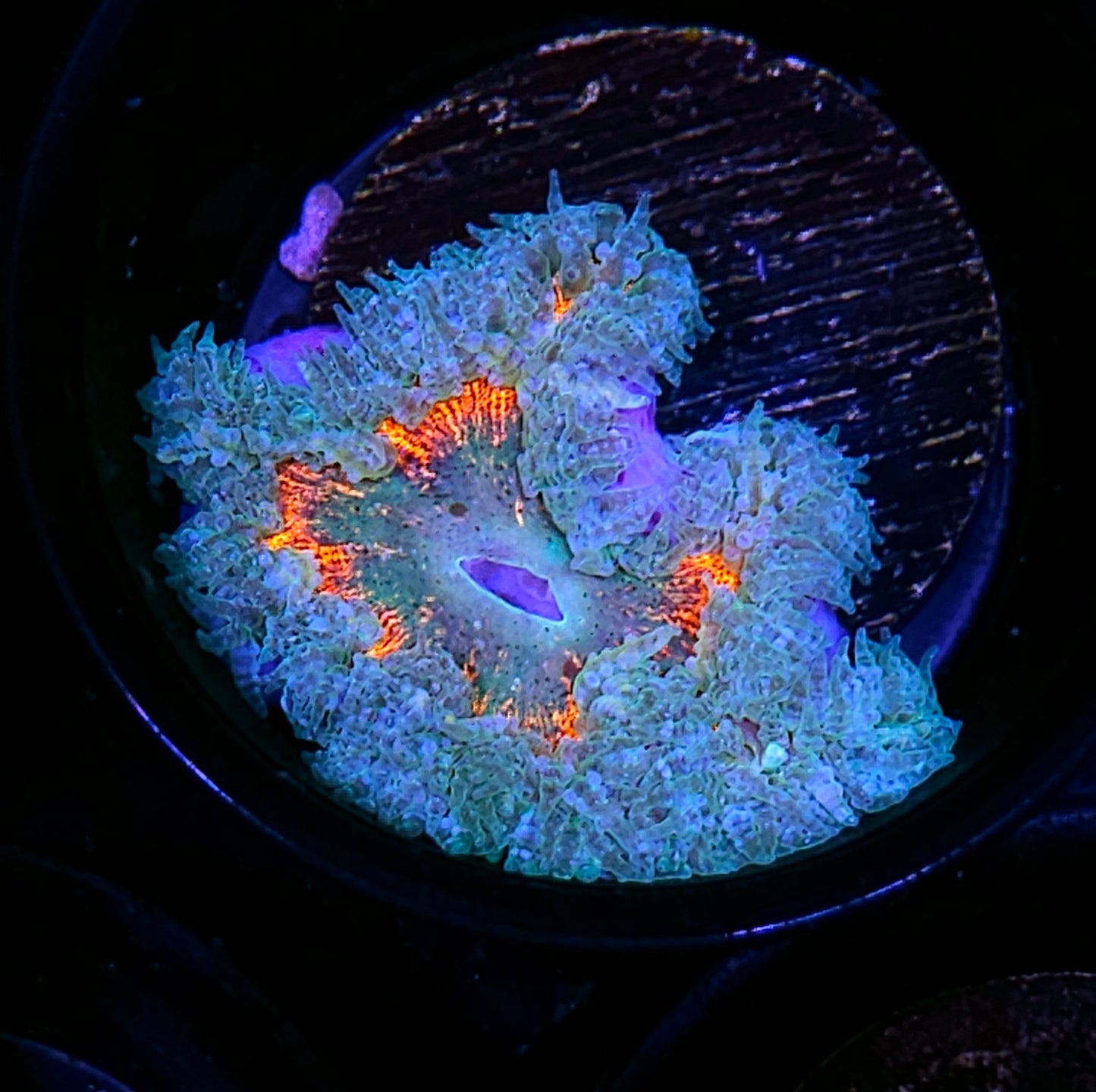 Burning Forest Flower Anemone
