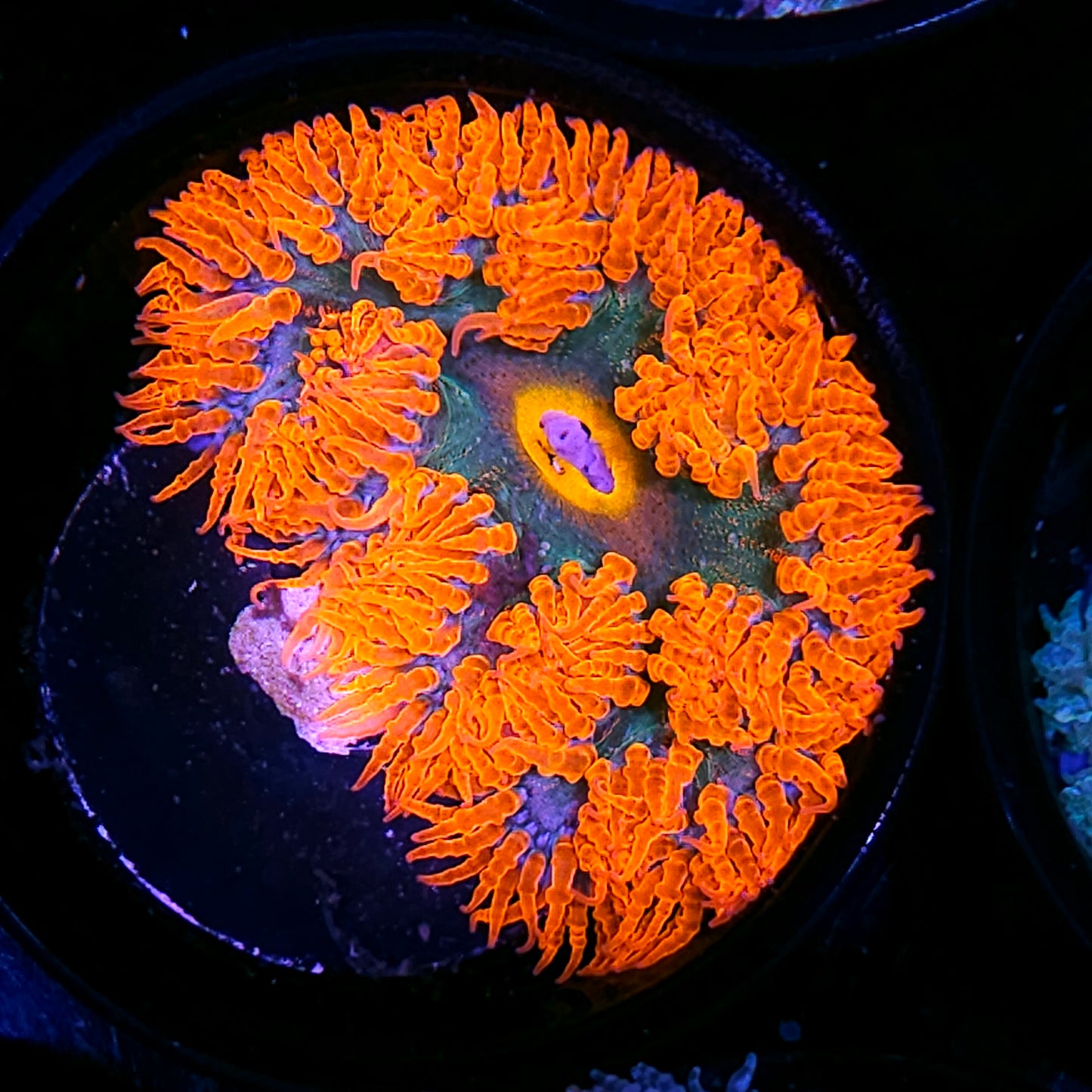 Fire Kiss Flower Anemone