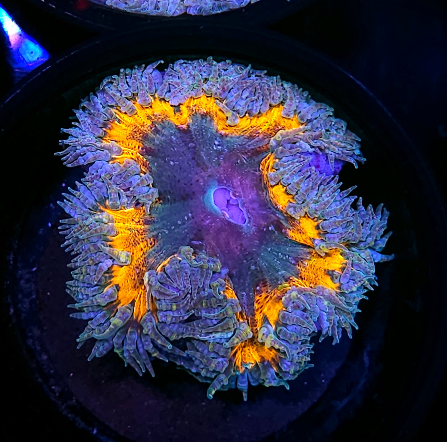 Dream Catcher Flower Anemone