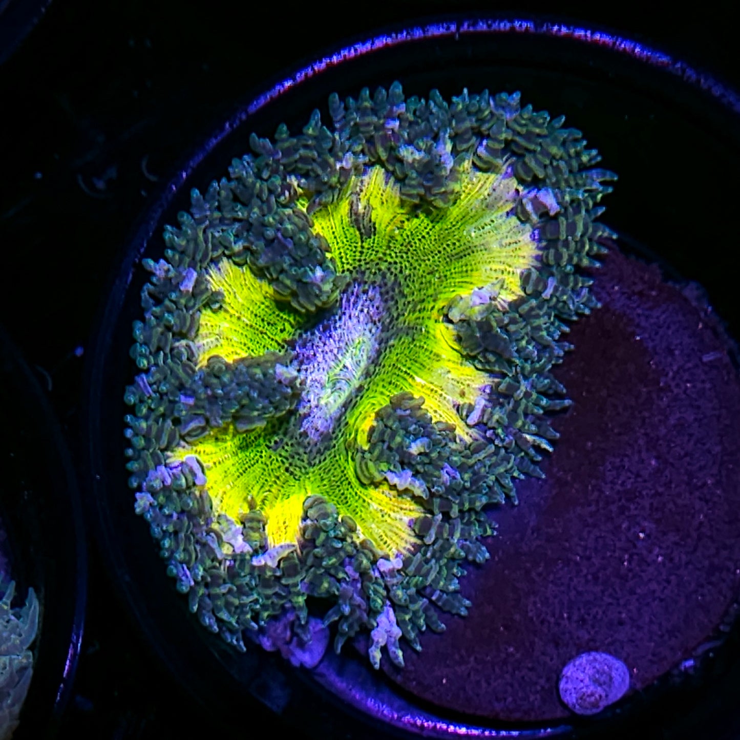 Kiwi Burst Flower Anemone