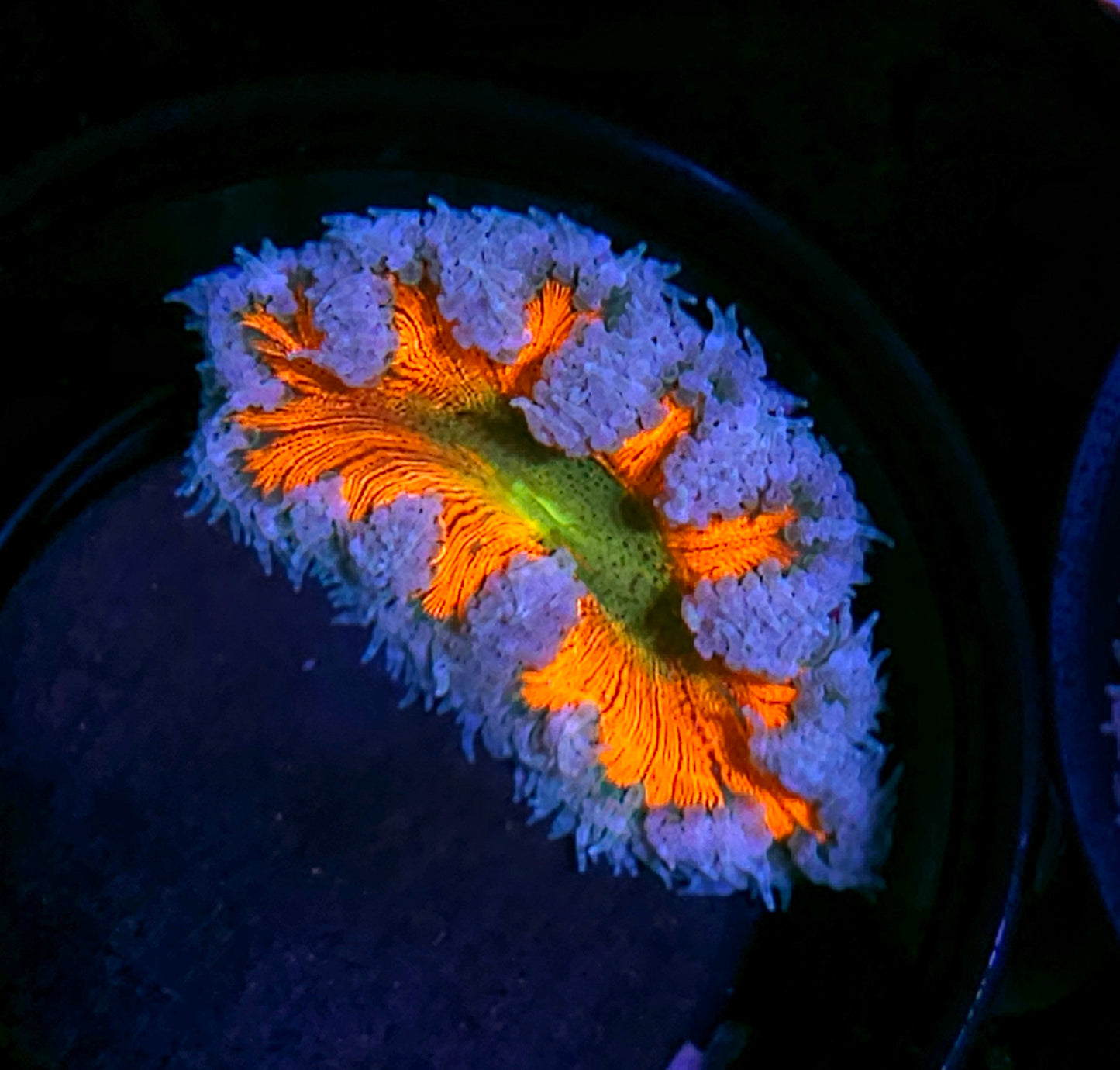 Aftermath Flower Anemone