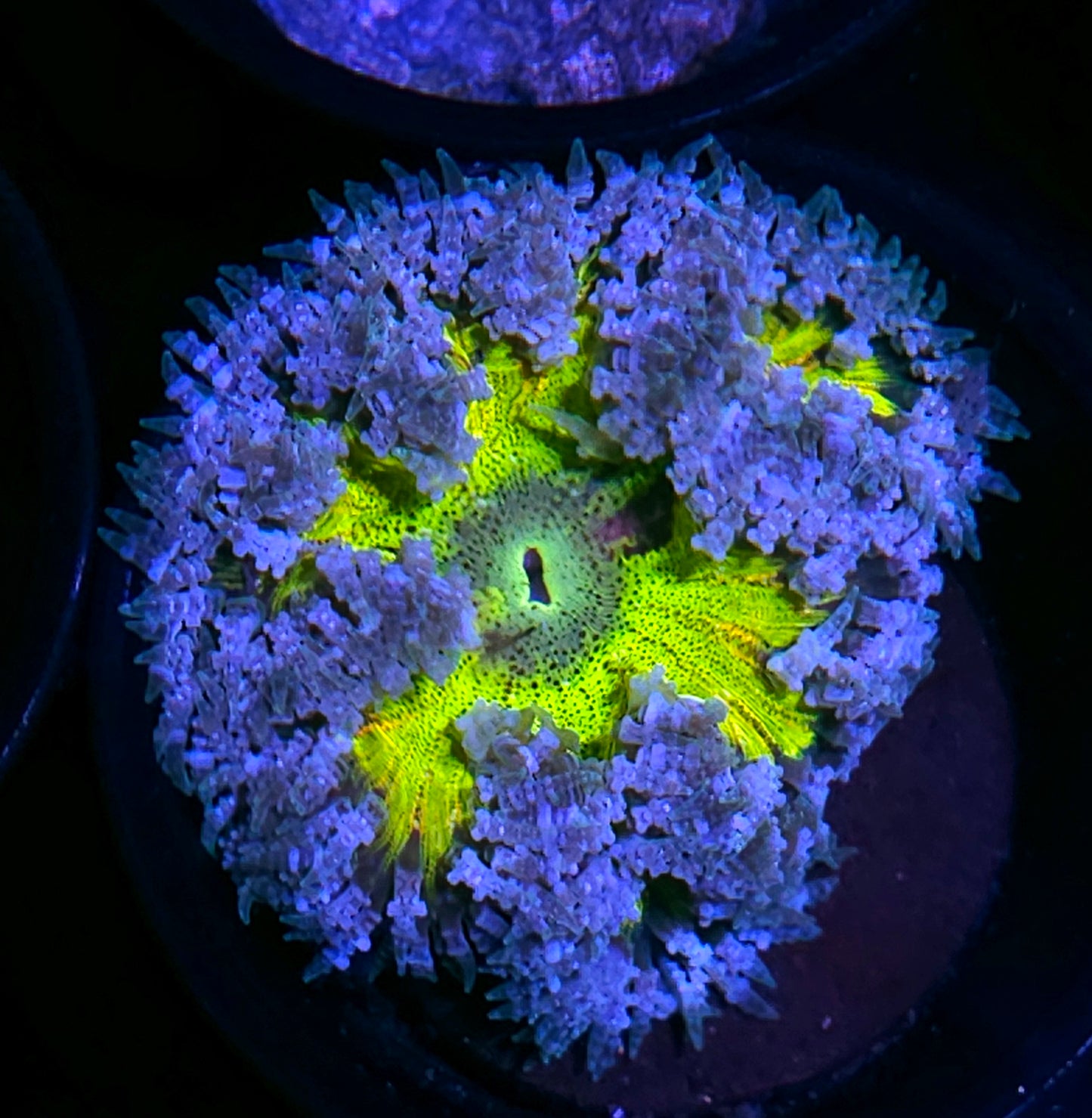 Rainbow Soul Flower Anemone