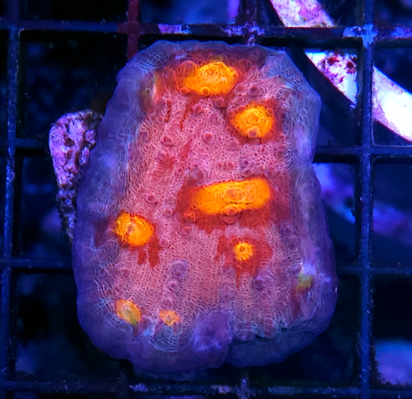 DR Biohazard ☣️ Chalice Colony