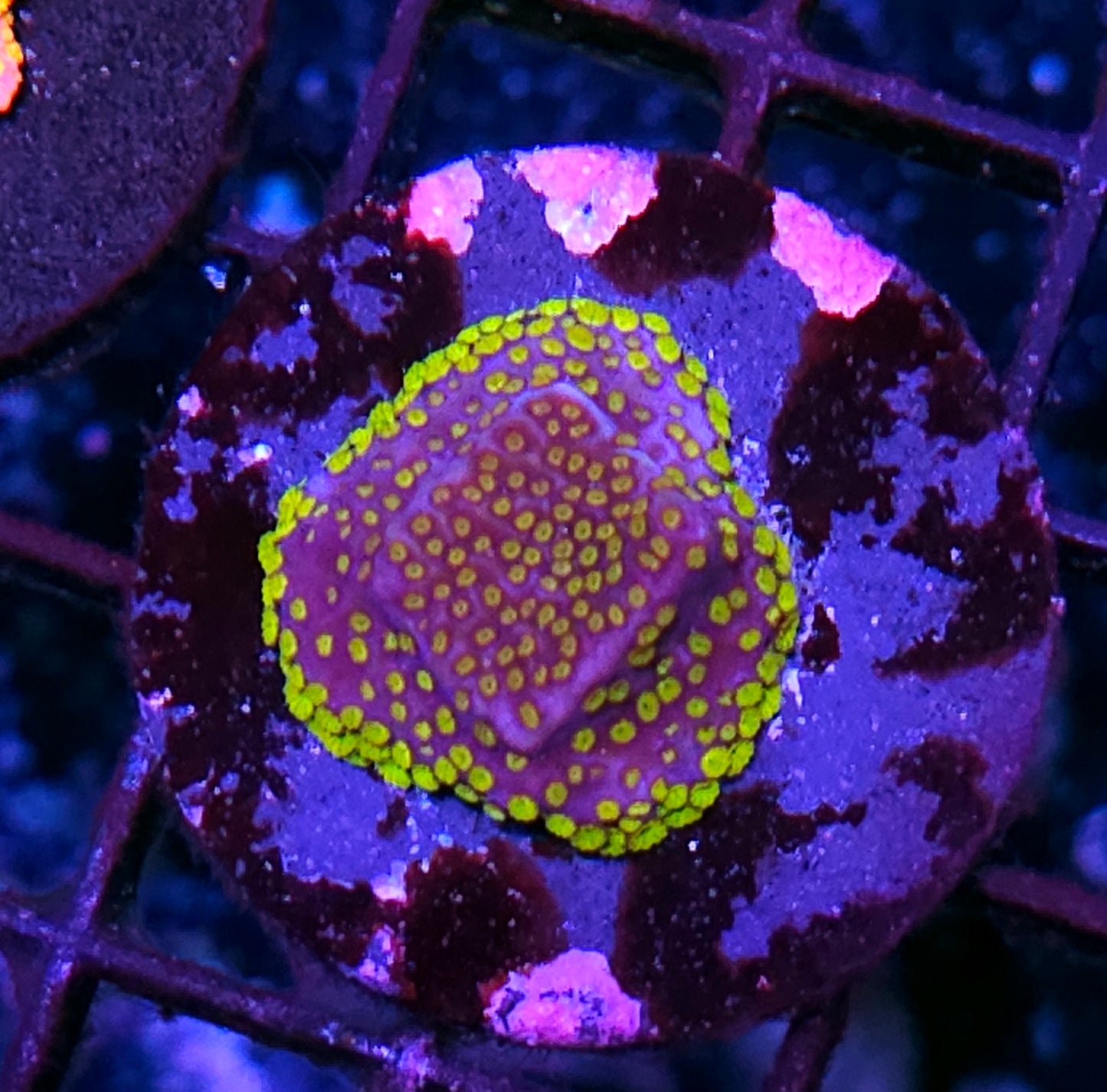 Outter Realms Montipora