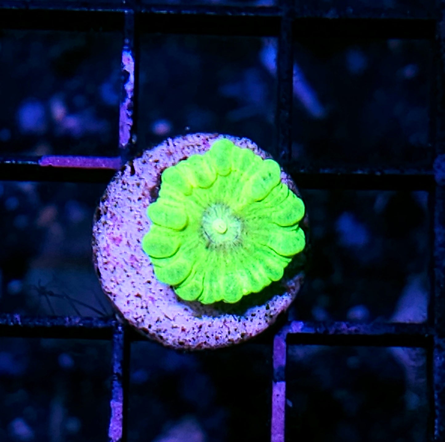 Uranium Candy Cane