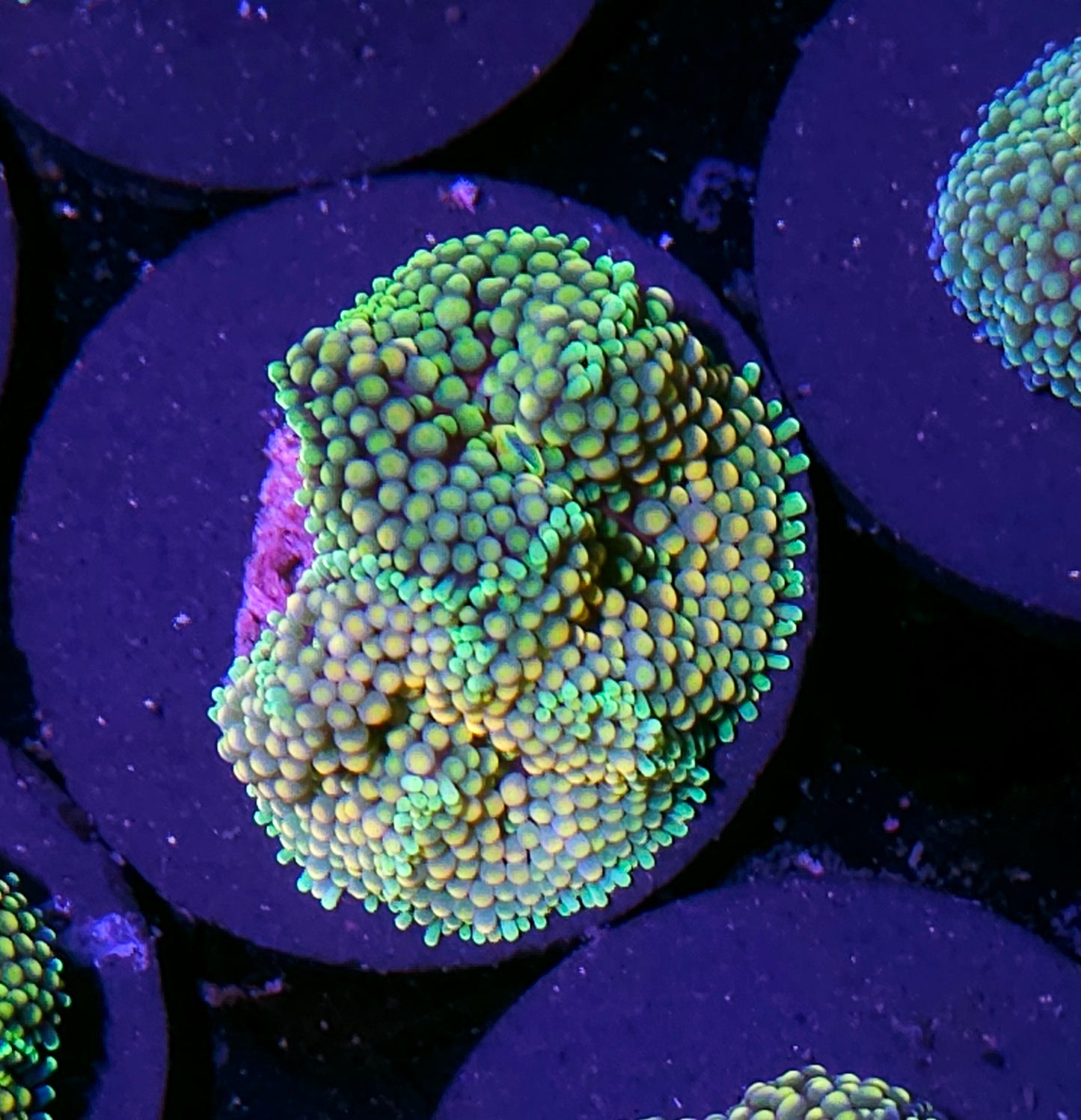 Honeydew Melon Ricordea