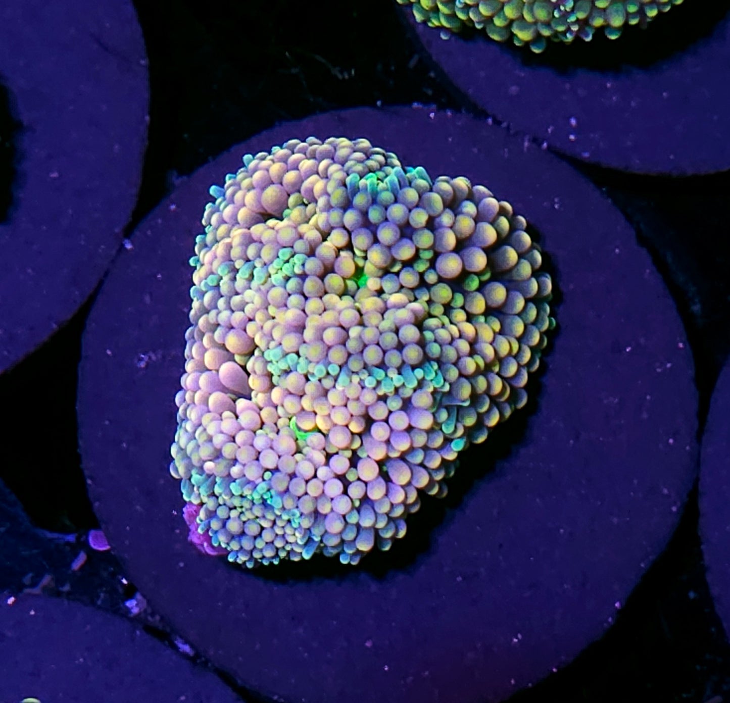 Guava Rainbow Ricordea