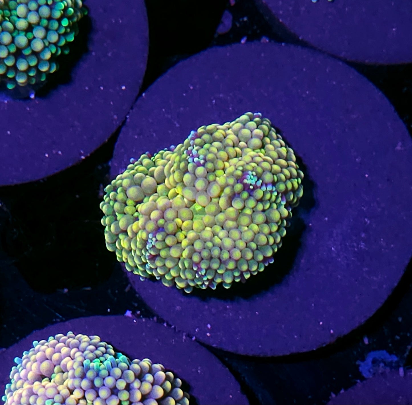 Chaos Yellow Ricordea
