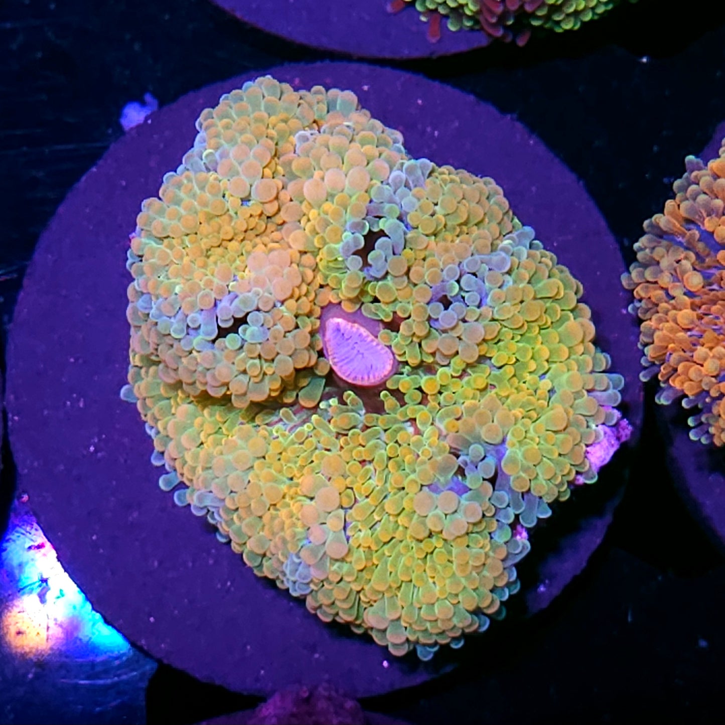Lemon Meringue Ricordea