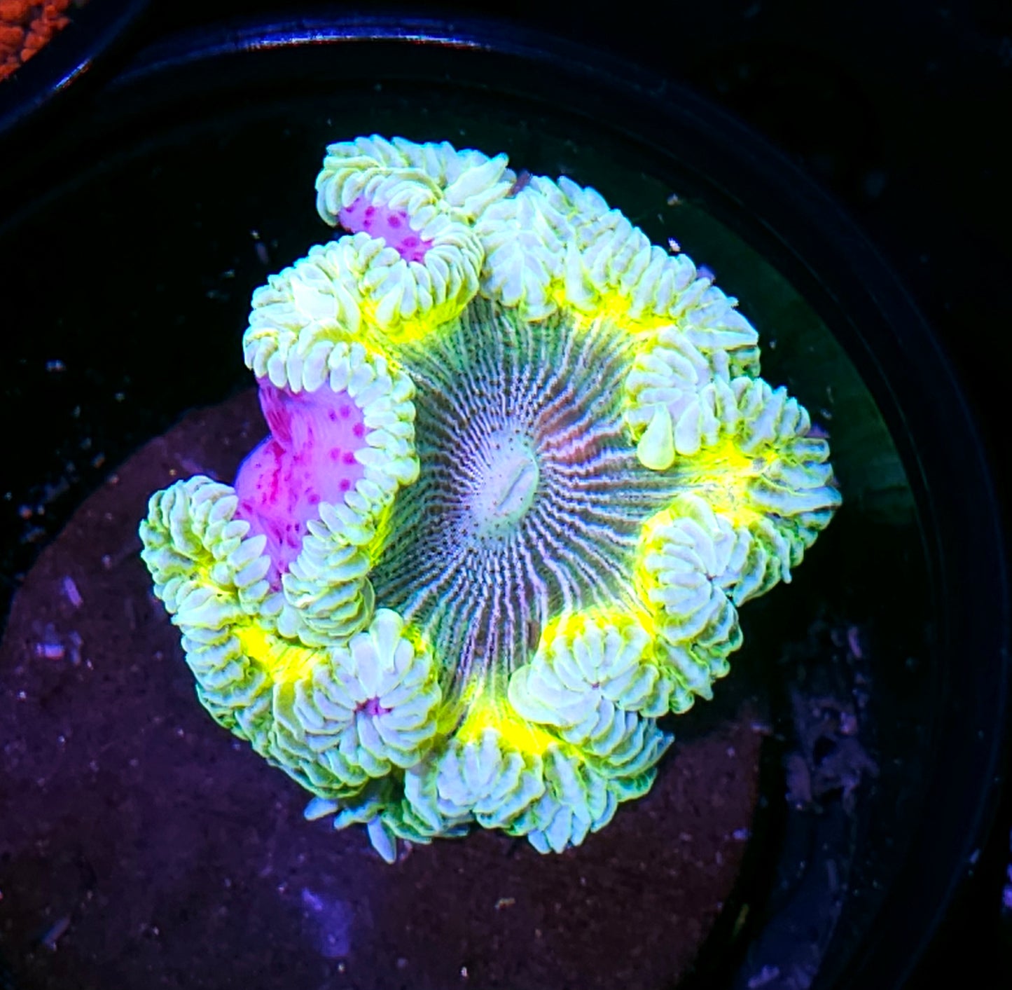 Toxic Bullseye Zebra Flower Anemone