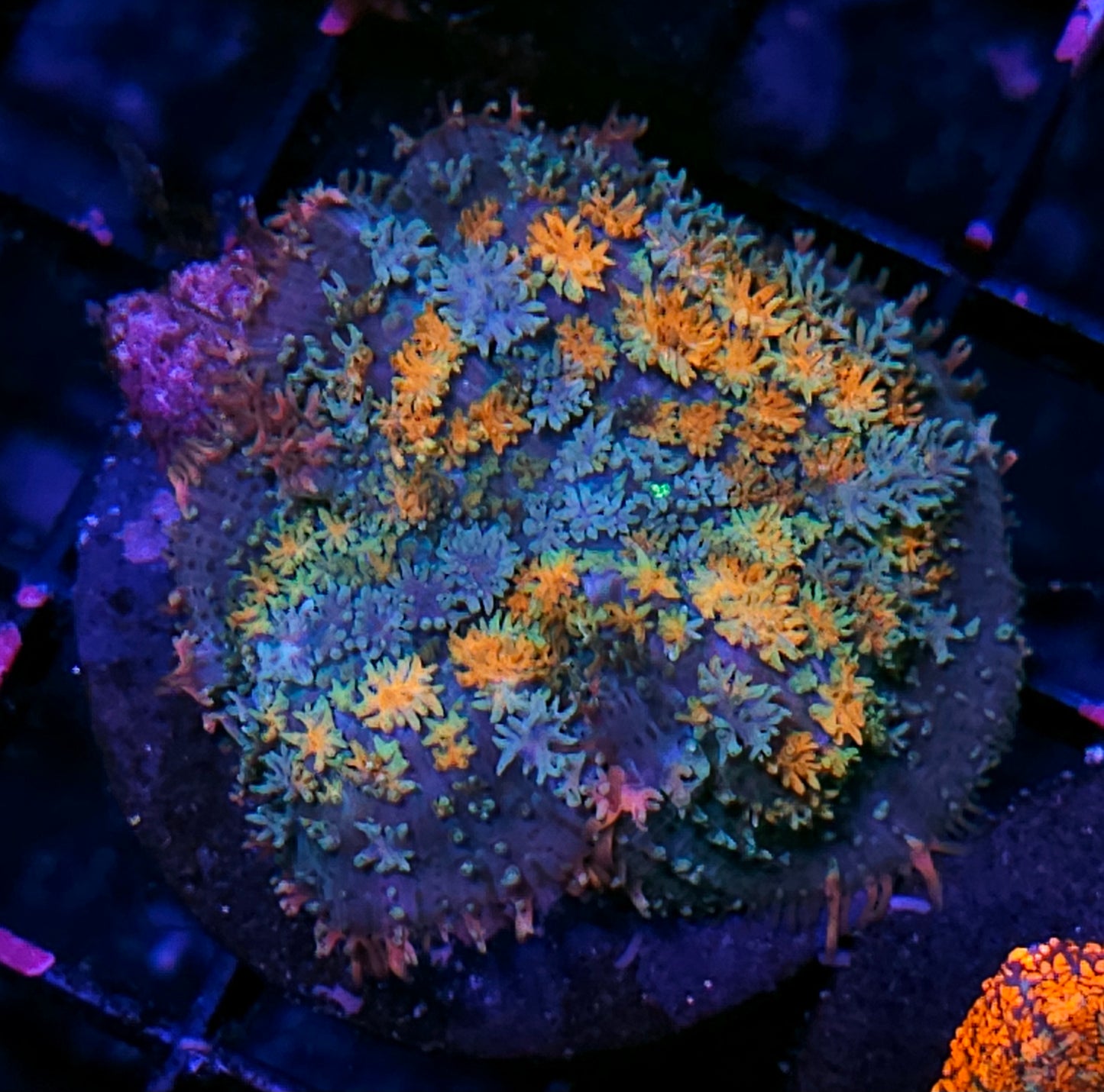 2" HF Voltron Pom Pom Mushroom RARE