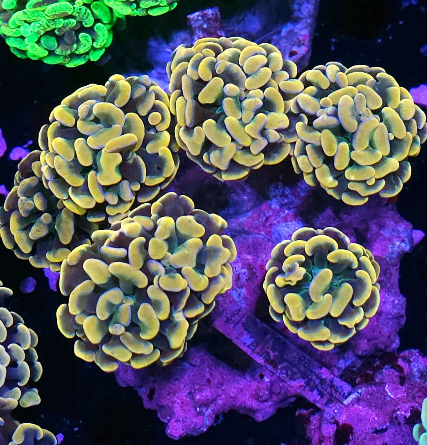 Approx 7-8 Head Viking Gold Branching Hammer Colony
