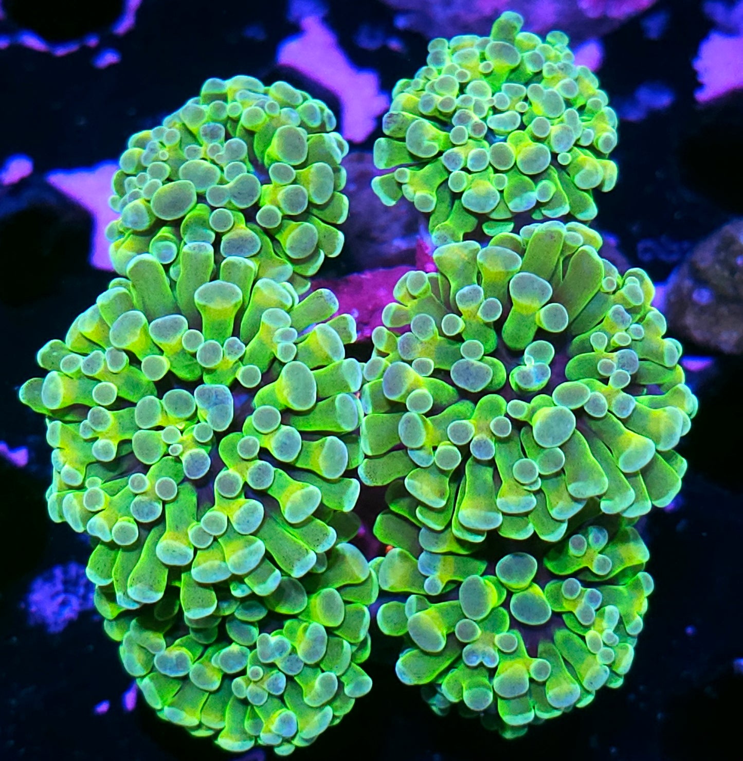 Approx 6-7 Head Minions Hologram Branching Hammer Colony
