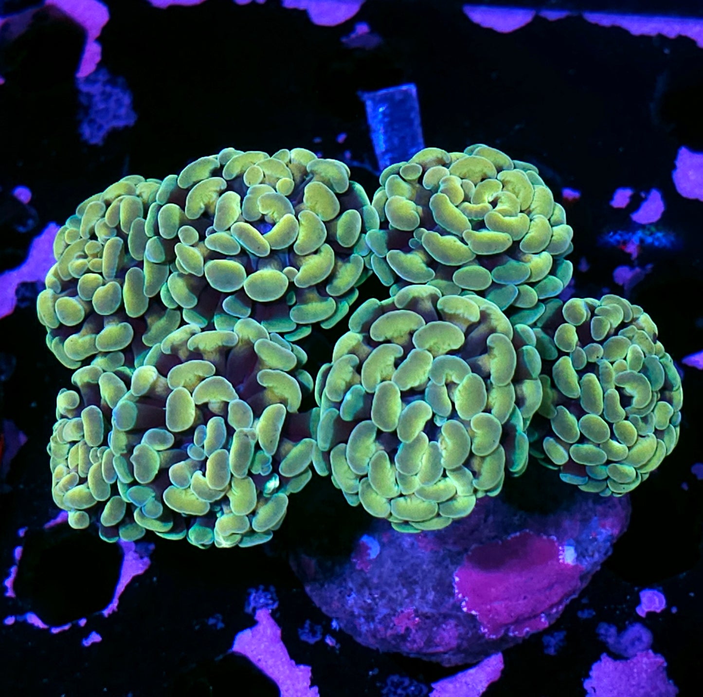 Approx 7-8 Head Dragon Scales Branching Hammer Colony