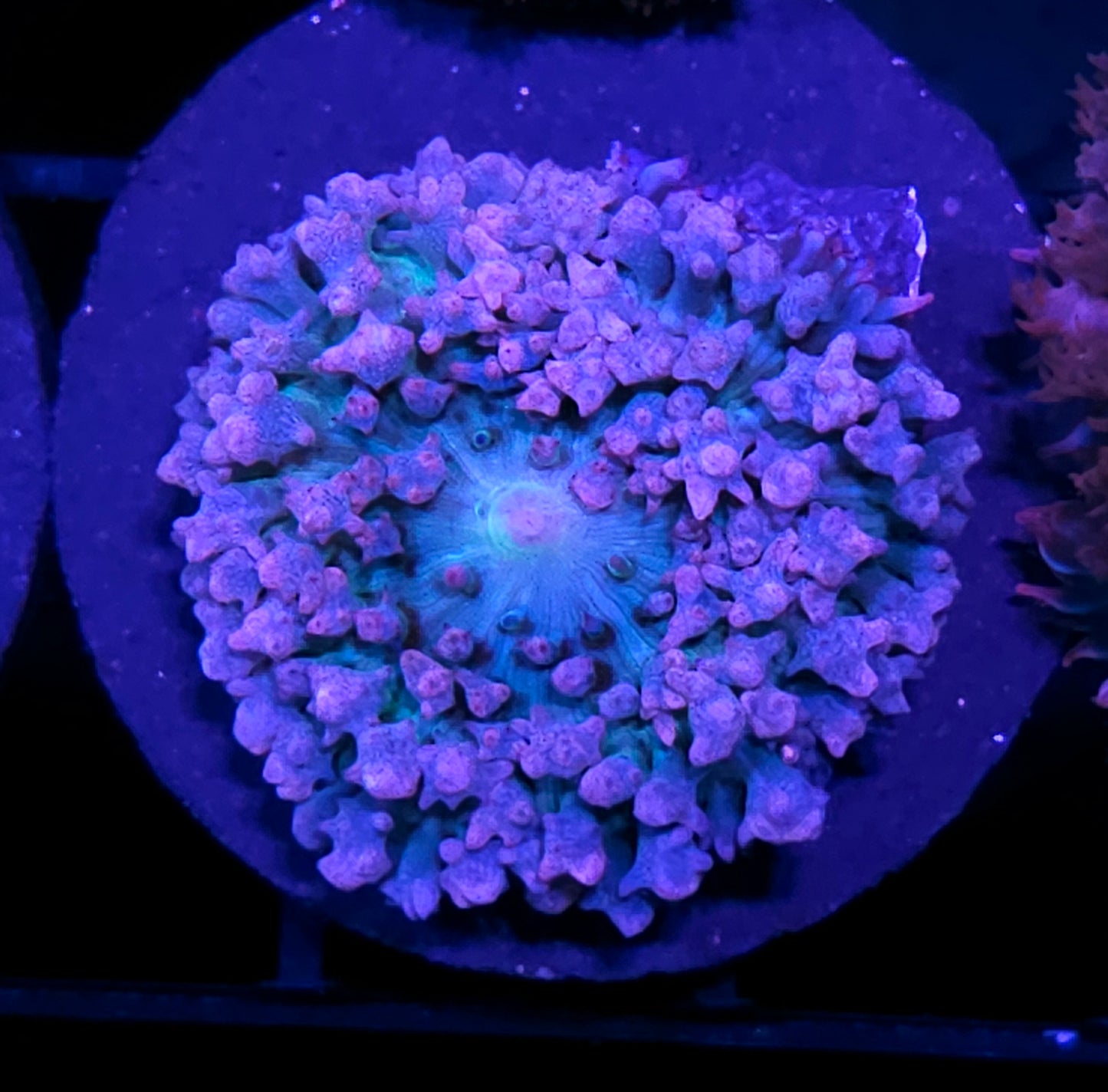 Lil Blue Bitch St Thomas Mushroom 🤫