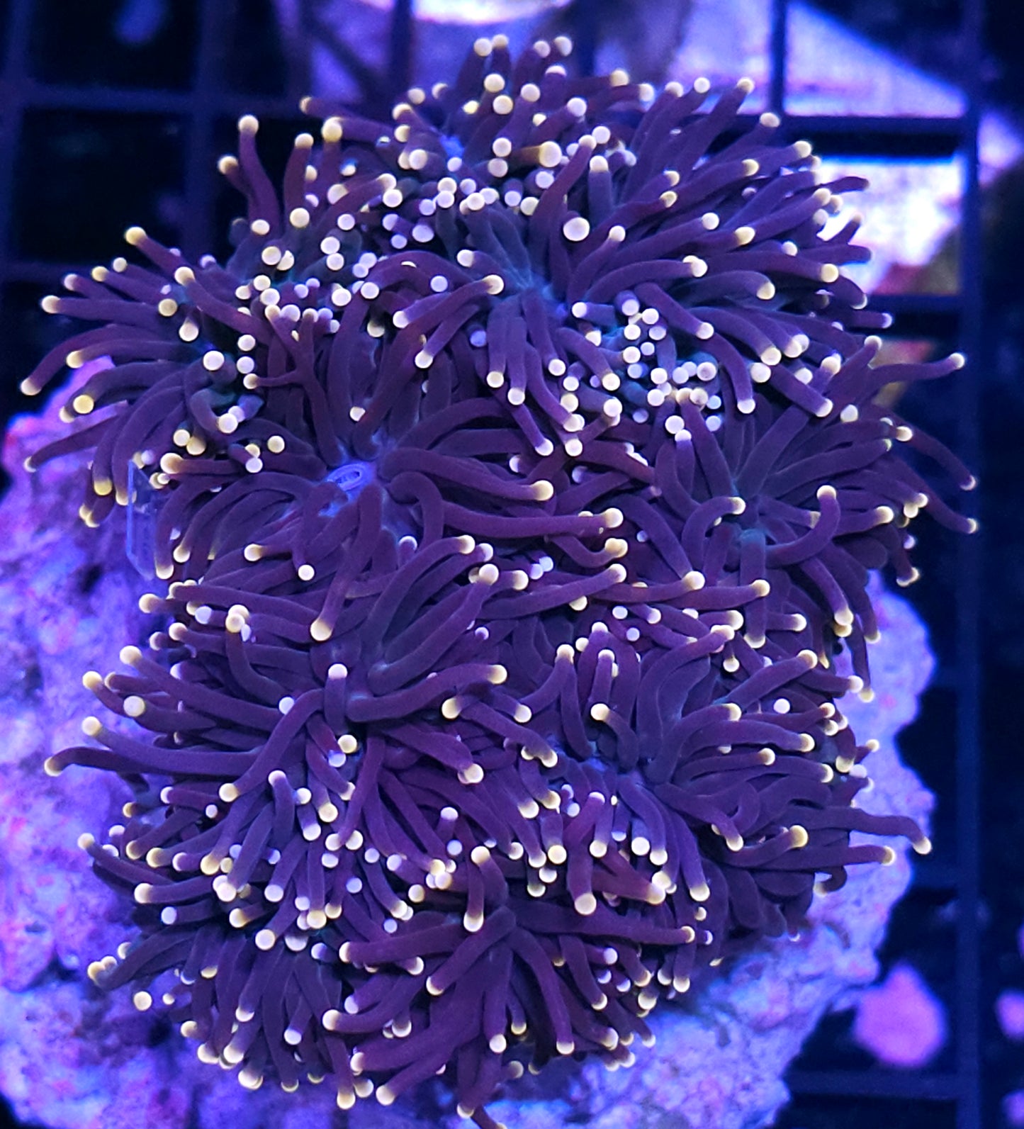 Approx 7-8 Head Gumdrop Torch Colony