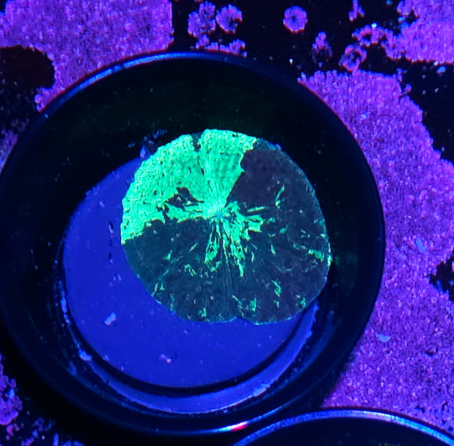 Kryptonite Jawbreaker Mushroom