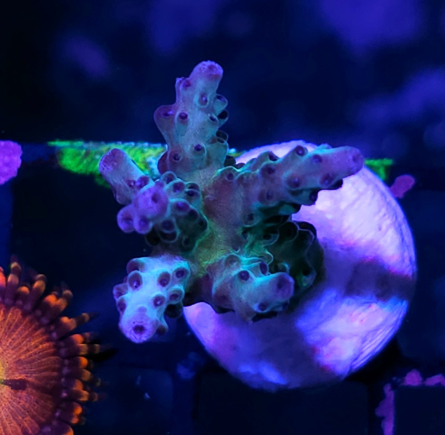 DR Aurora Borealis Acropora