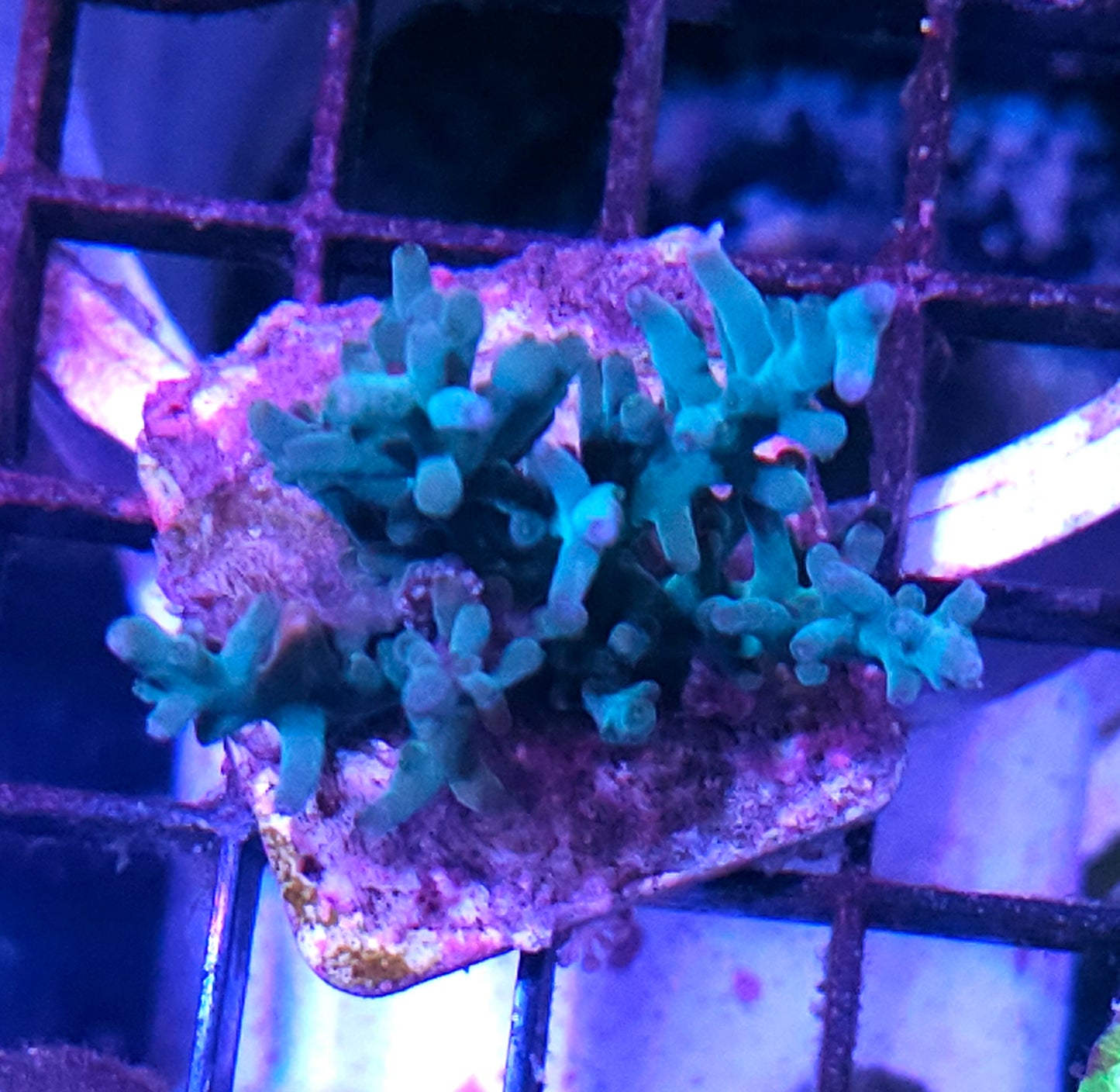 Hawkins Acropora Echinata