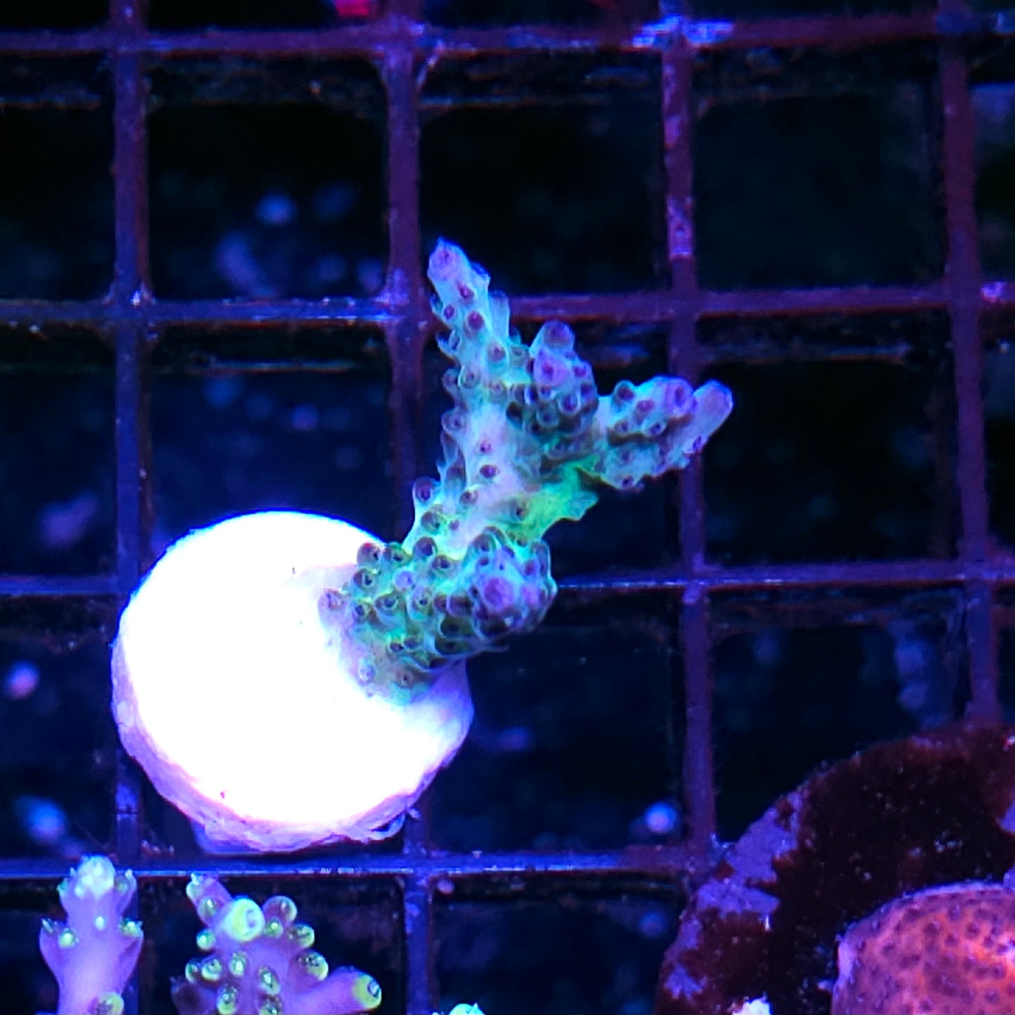 DR Aurora Borealis Acropora