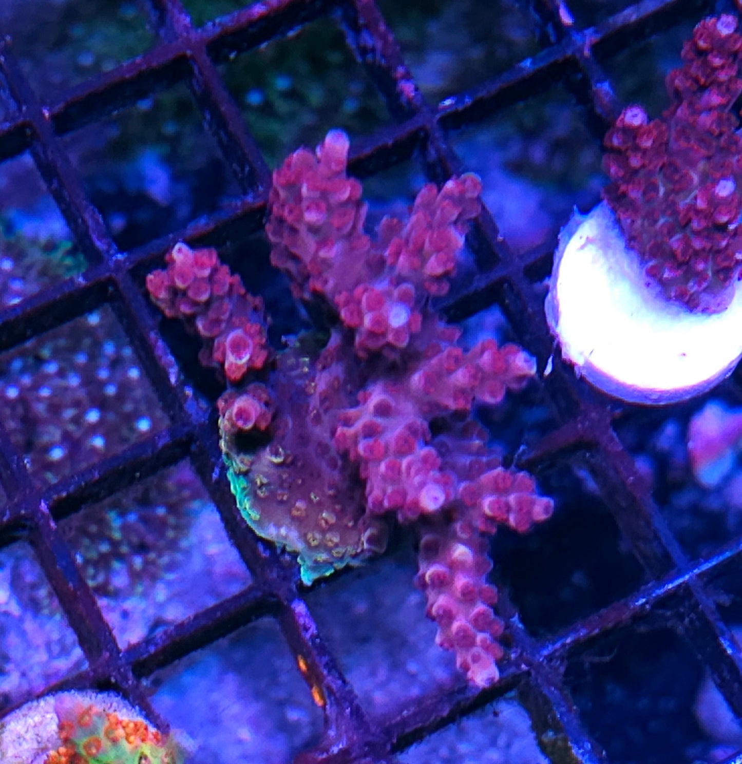DR Raspberry Mojito Acropora