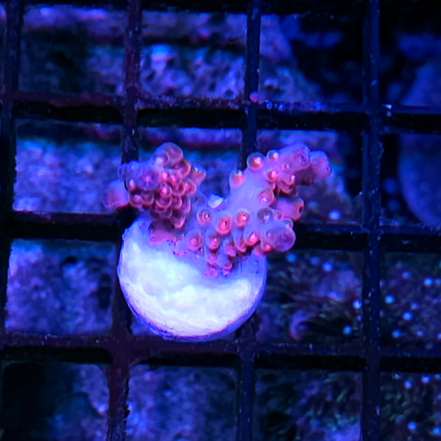 DR Panty Party Acropora