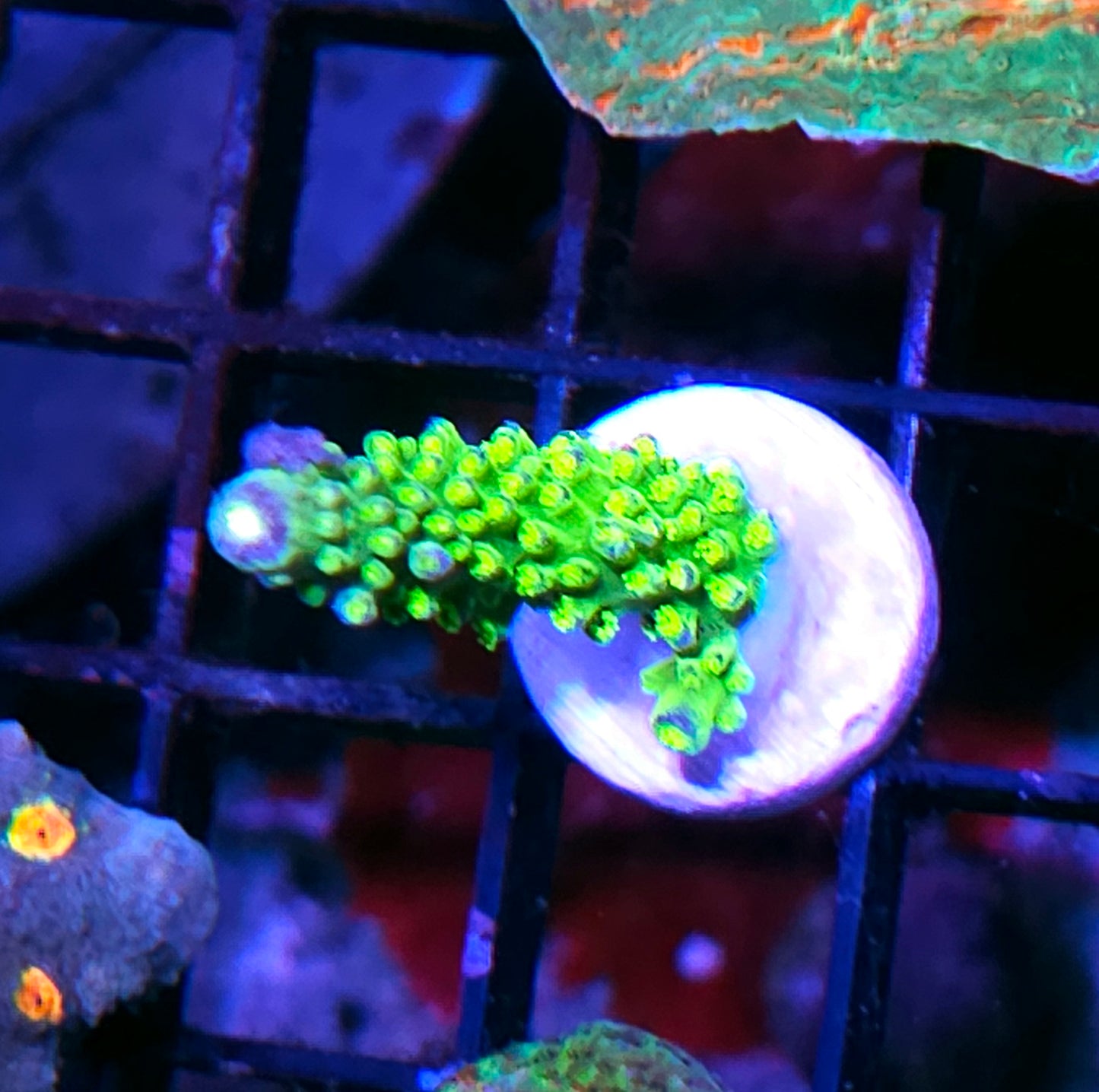 DR Green Slimer Acropora