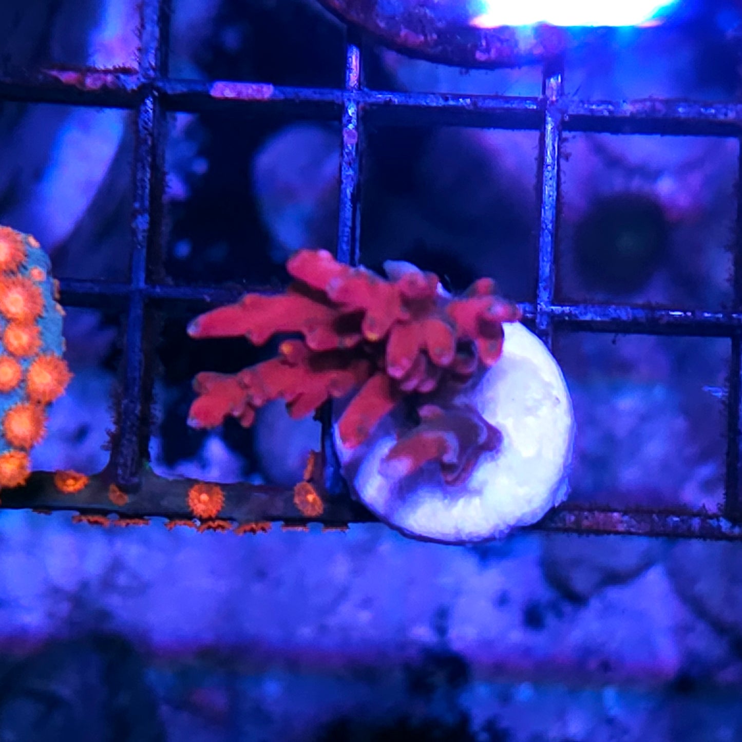 DR True Blood Acropora Echinata