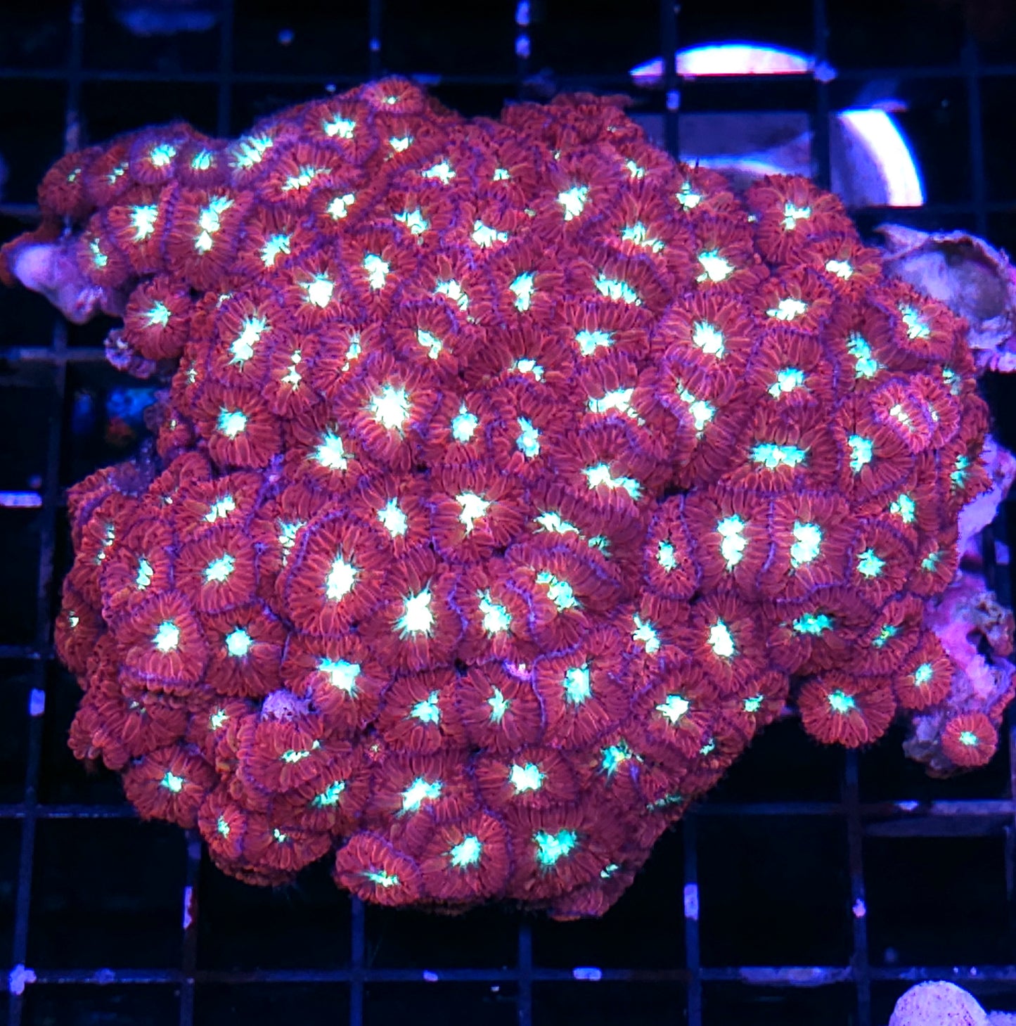 Supersonic Blasto Colony