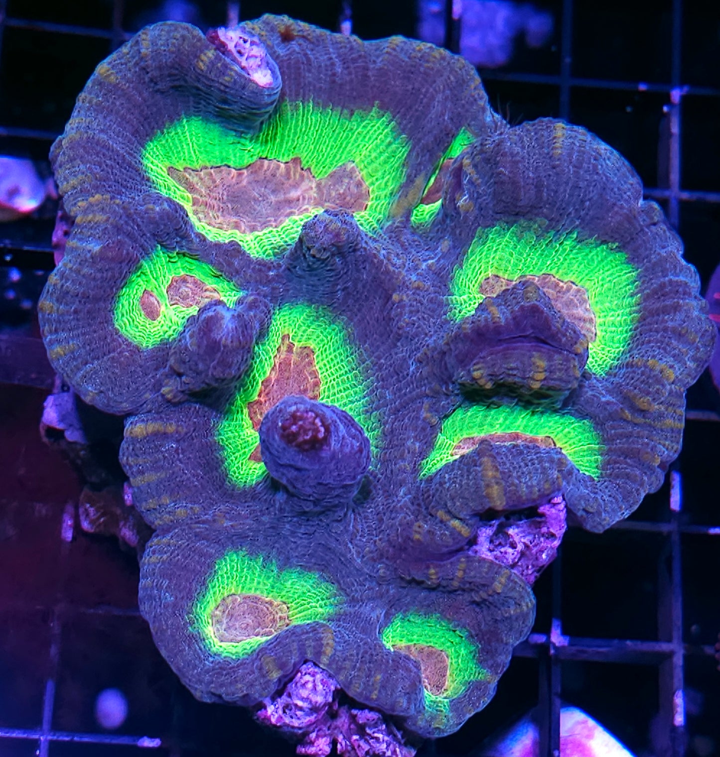 6" Hotel Transylvania Pectinia Colony