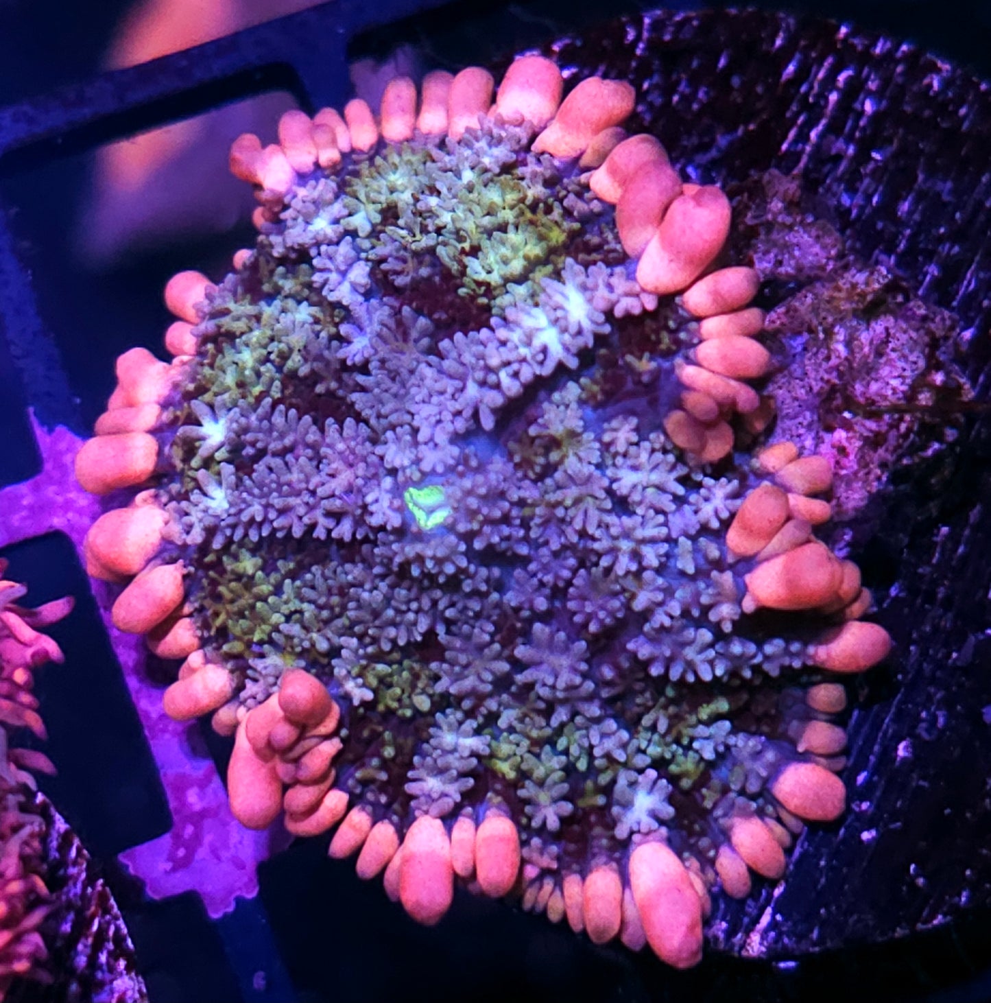 Frankenstein Bounce Mushroom