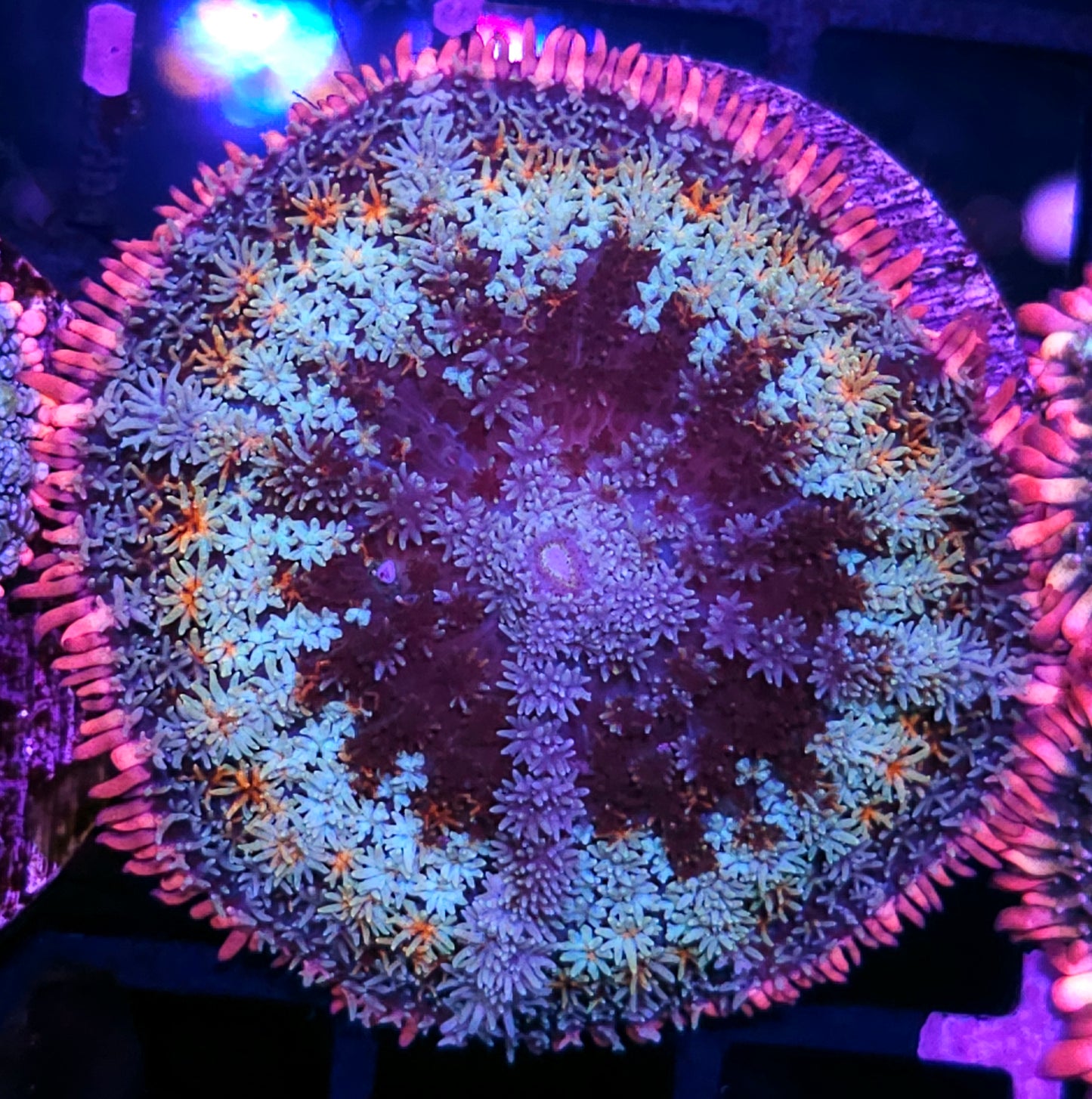 Frankenstein Bounce Mushroom
