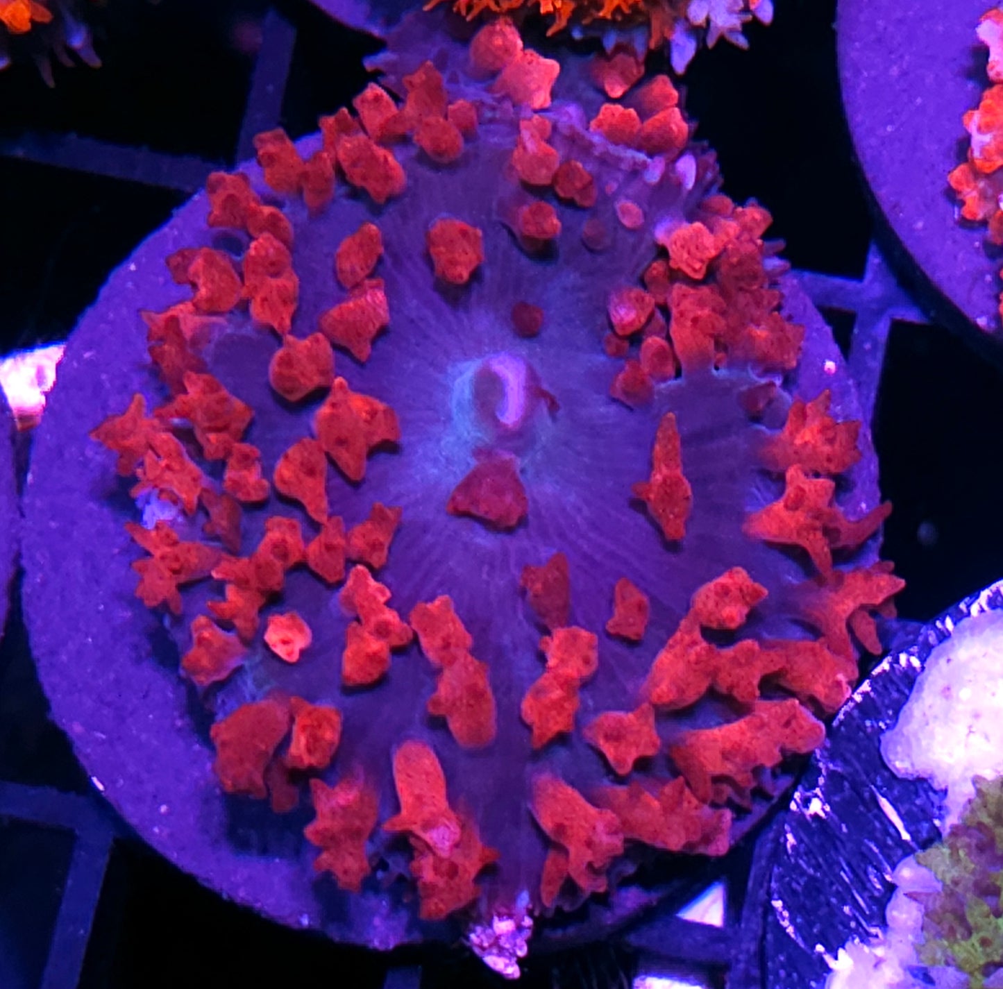 Purple Hearts St Thomas Mushroom