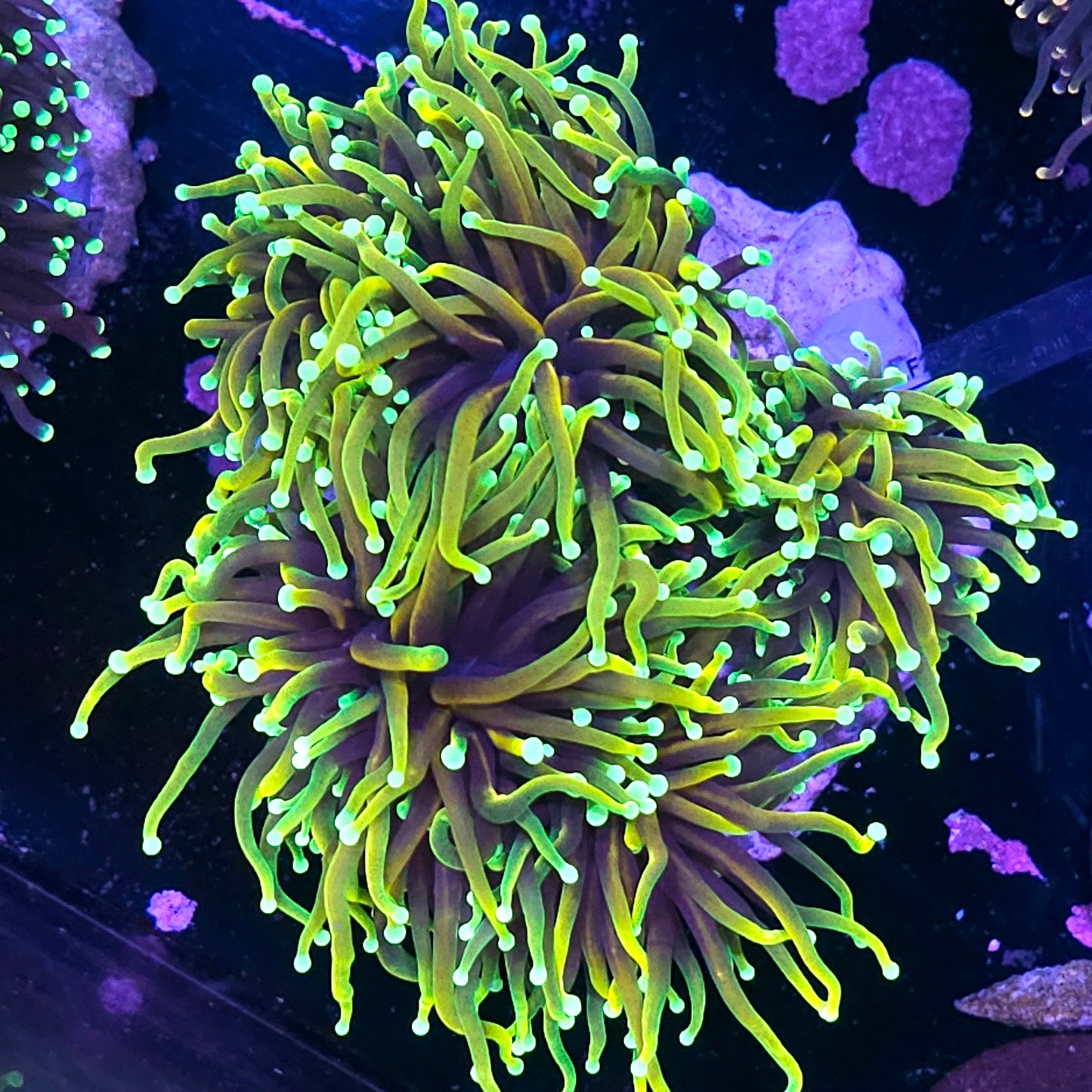 Approx 4-5 Head Dragon Tamer Torch Colony