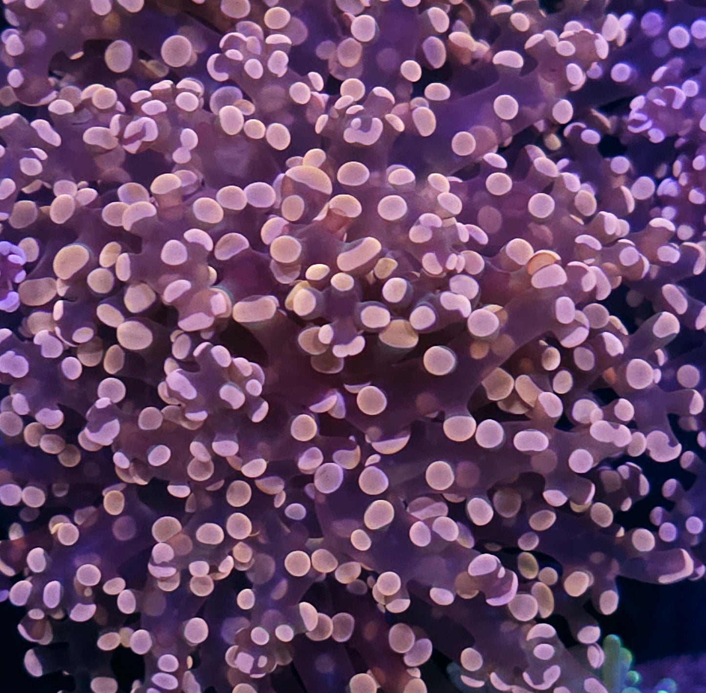 Orange Frogspawn