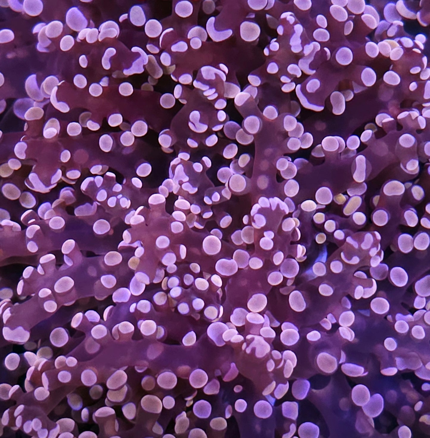 Orange Frogspawn