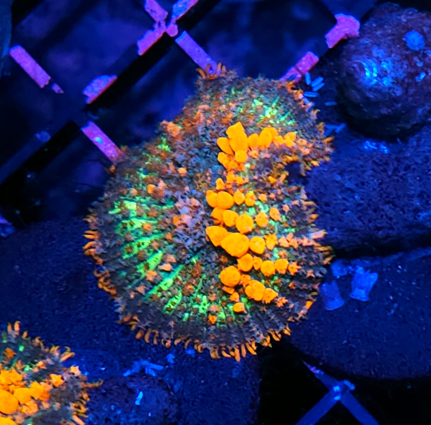 WWC Lineaged Bounce Mushroom