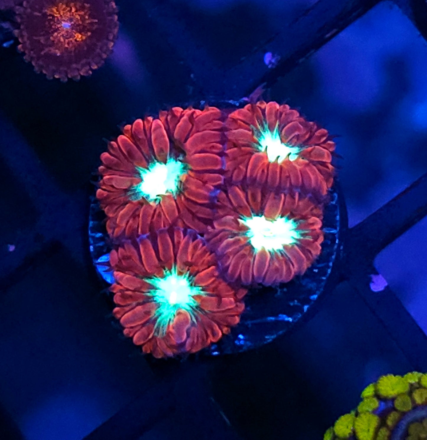 Supernova Blastos