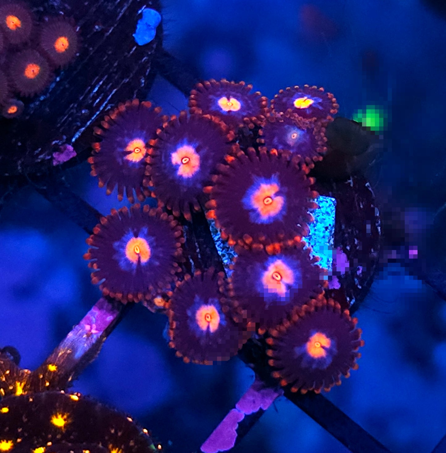 Bottle Rockets Zoas