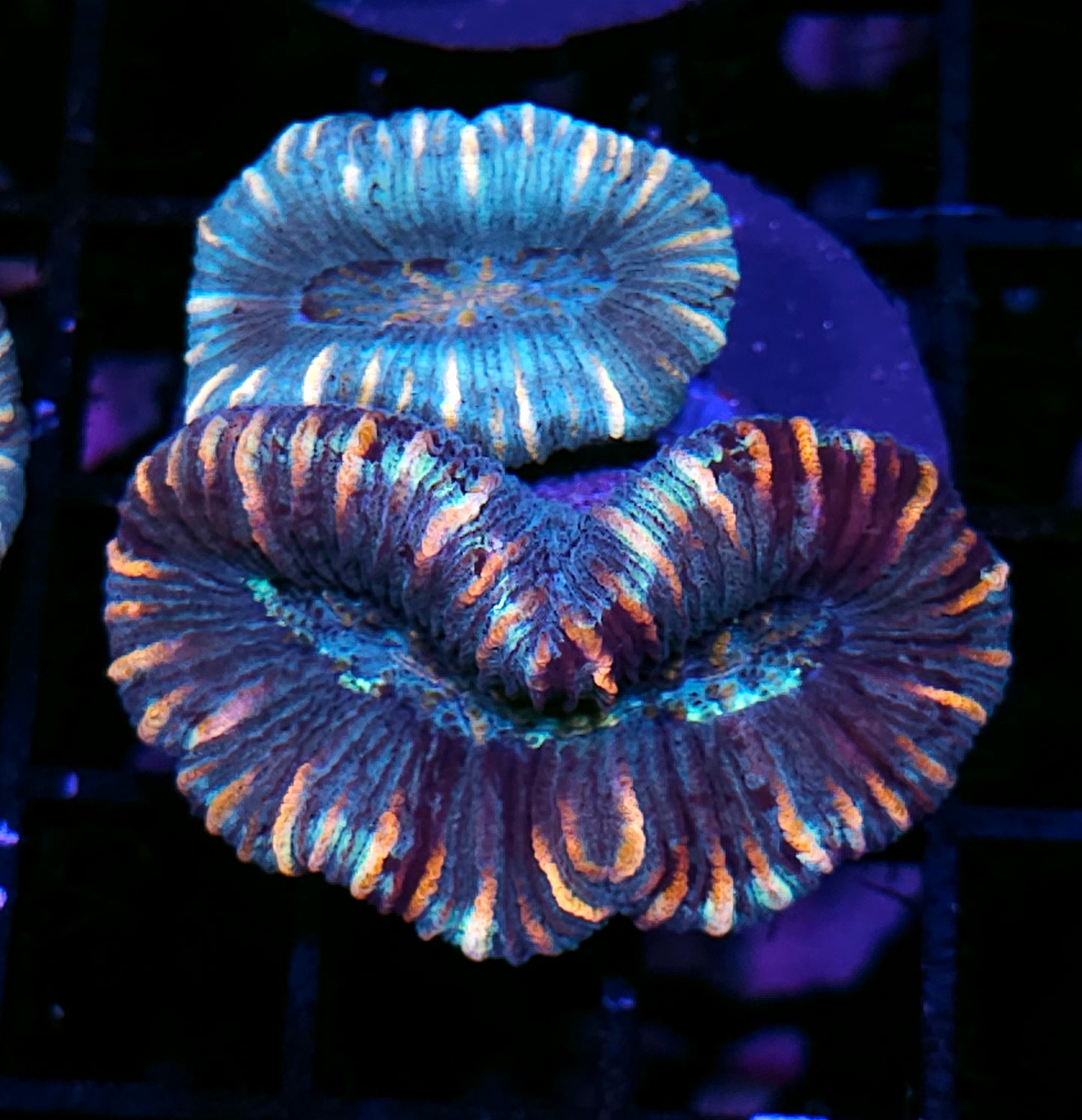 Insane Trachyphyllia Customer Appreciation Deal