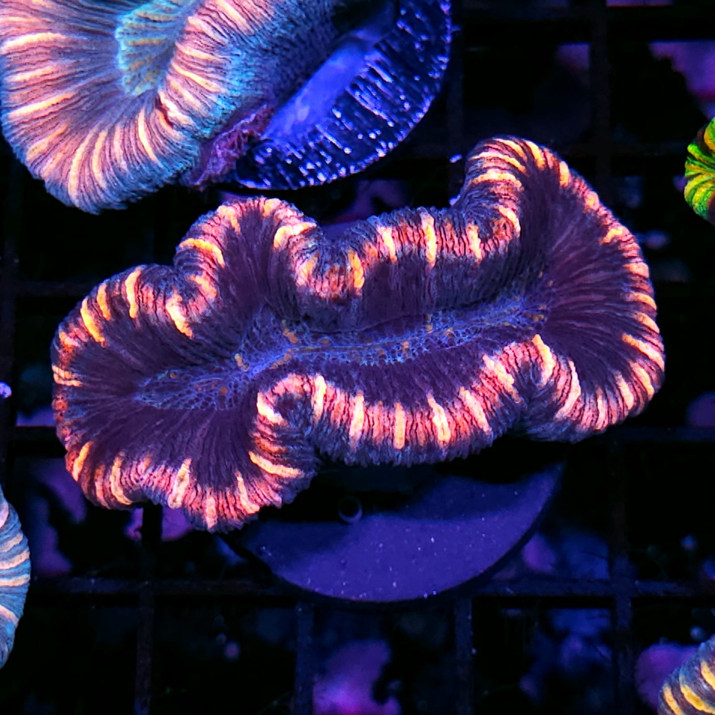 Insane Trachyphyllia Customer Appreciation Deal