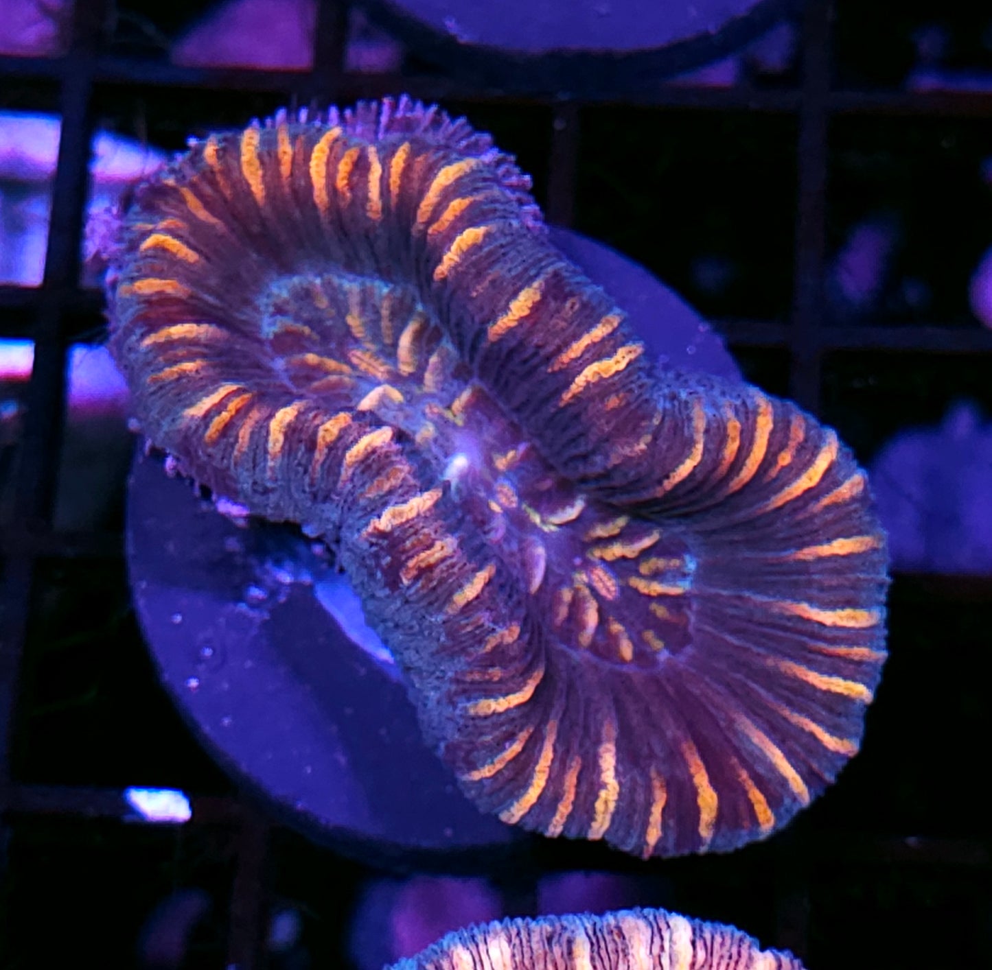 Insane Trachyphyllia Customer Appreciation Deal
