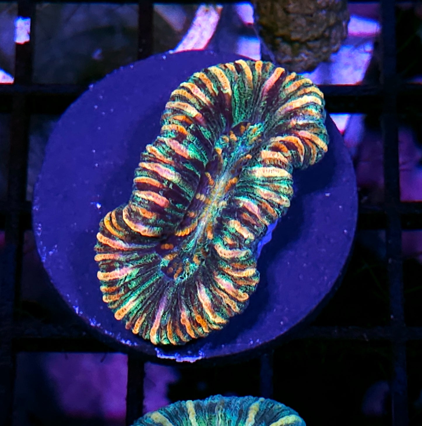 Insane Trachyphyllia Customer Appreciation Deal