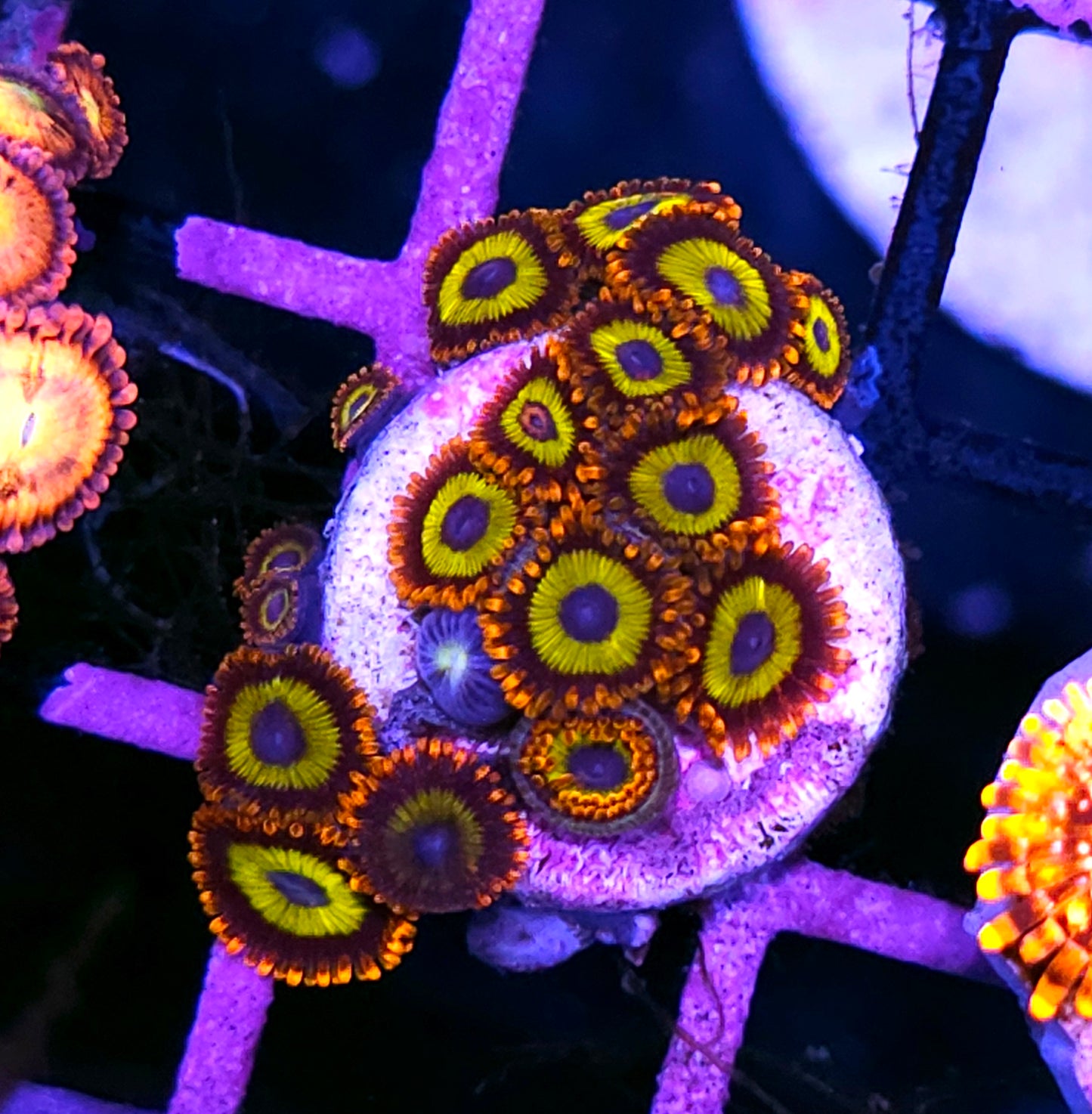 Fruit Loop Zoas