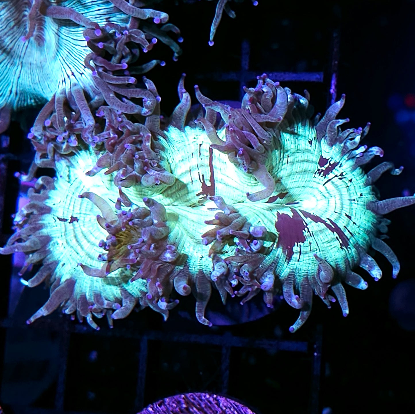 Neon Center Elegance